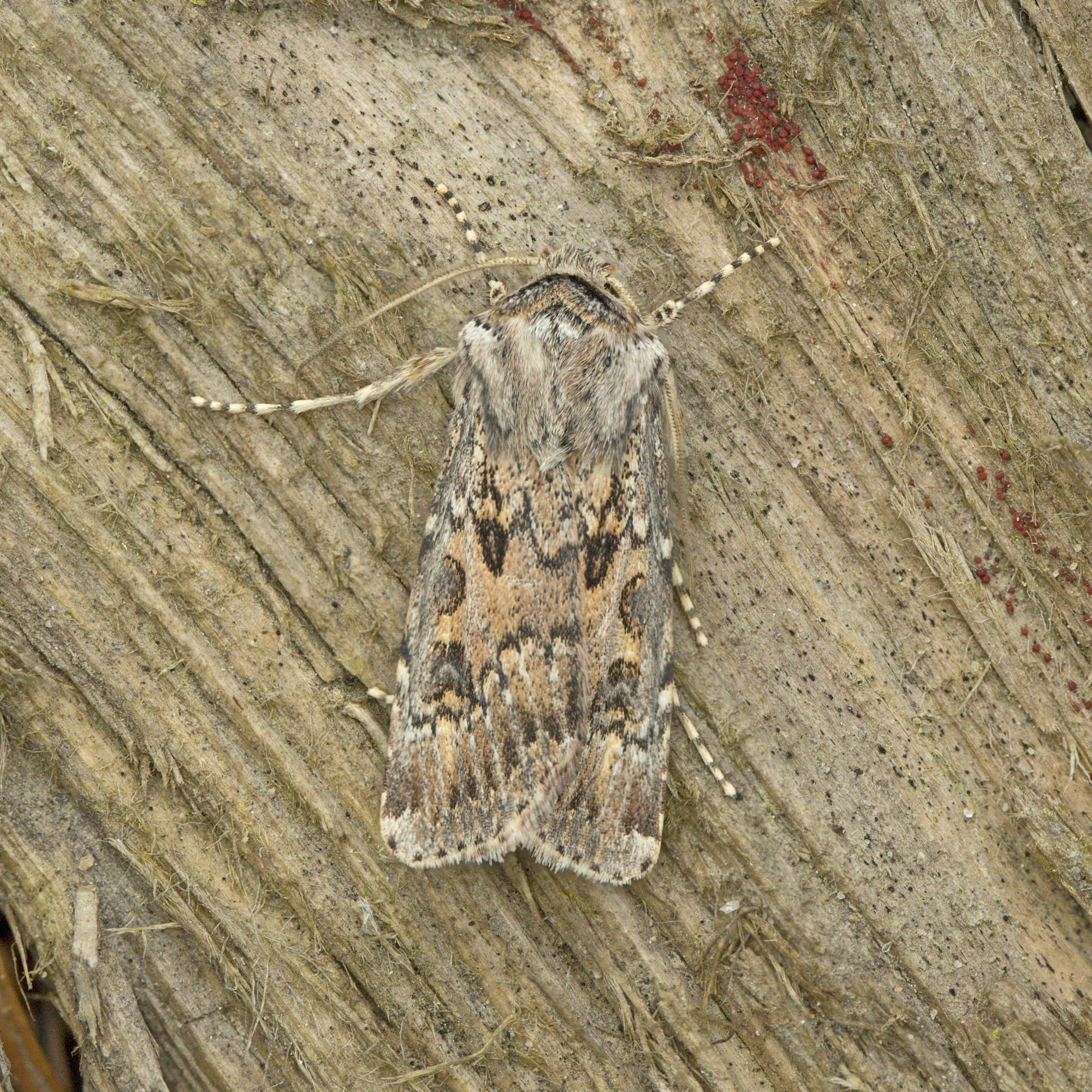 Sand Dart (Agrotis ripae) photographed in Somerset by Nigel Voaden