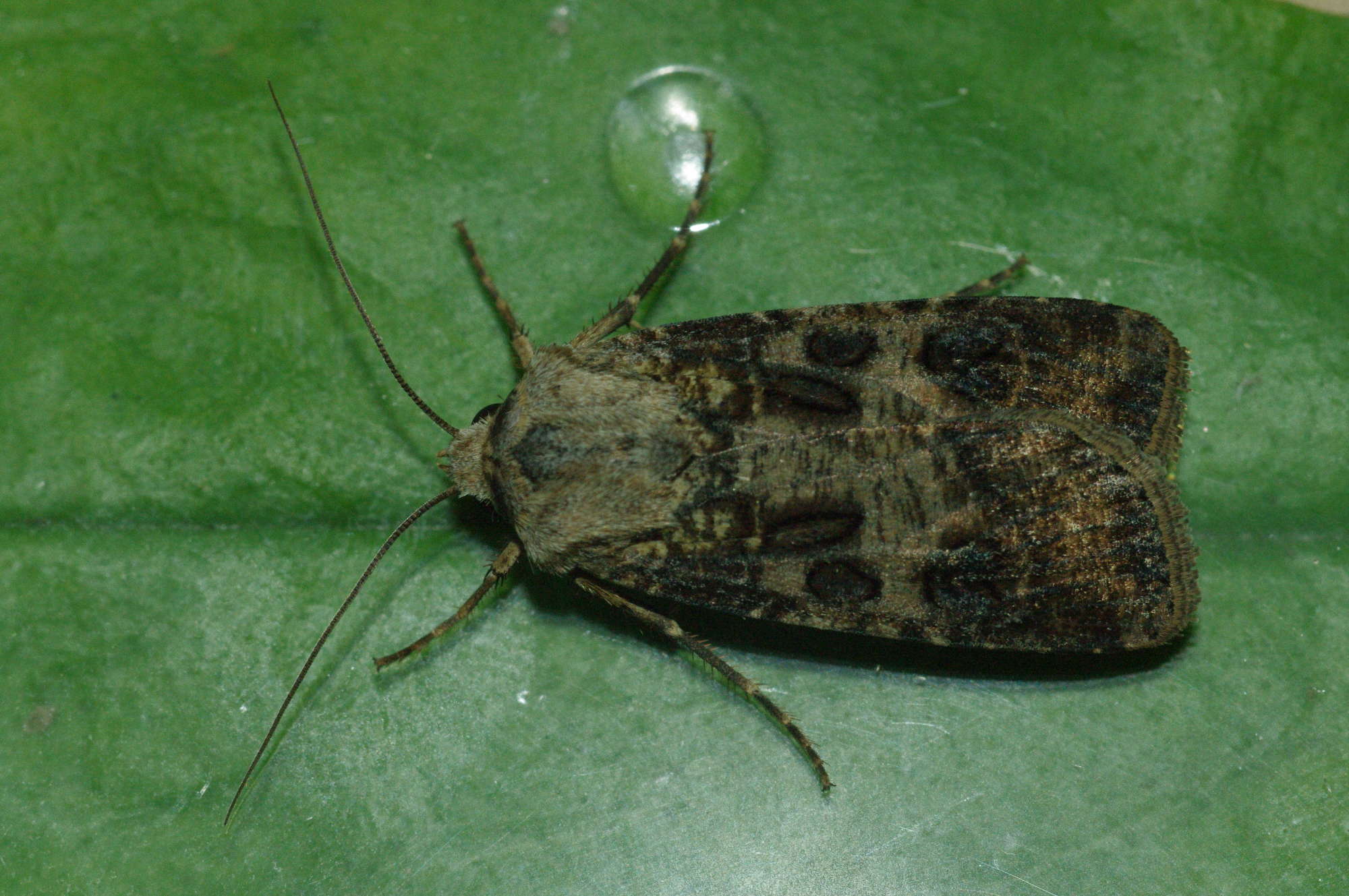 Heart & Club (Agrotis clavis) photographed in Somerset by John Connolly