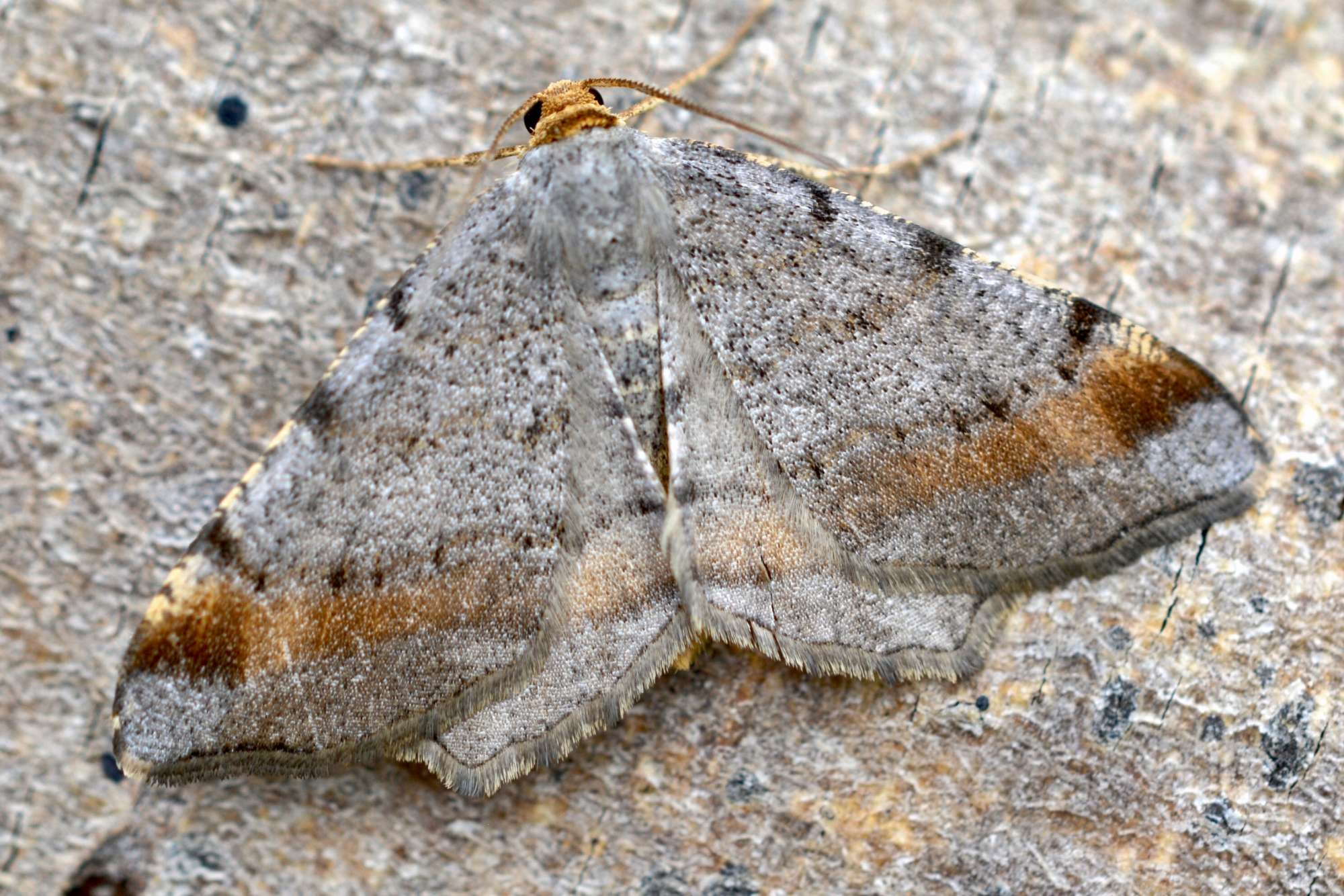 Tawny-barred Angle (Macaria liturata) photographed in Somerset by Sue Davies