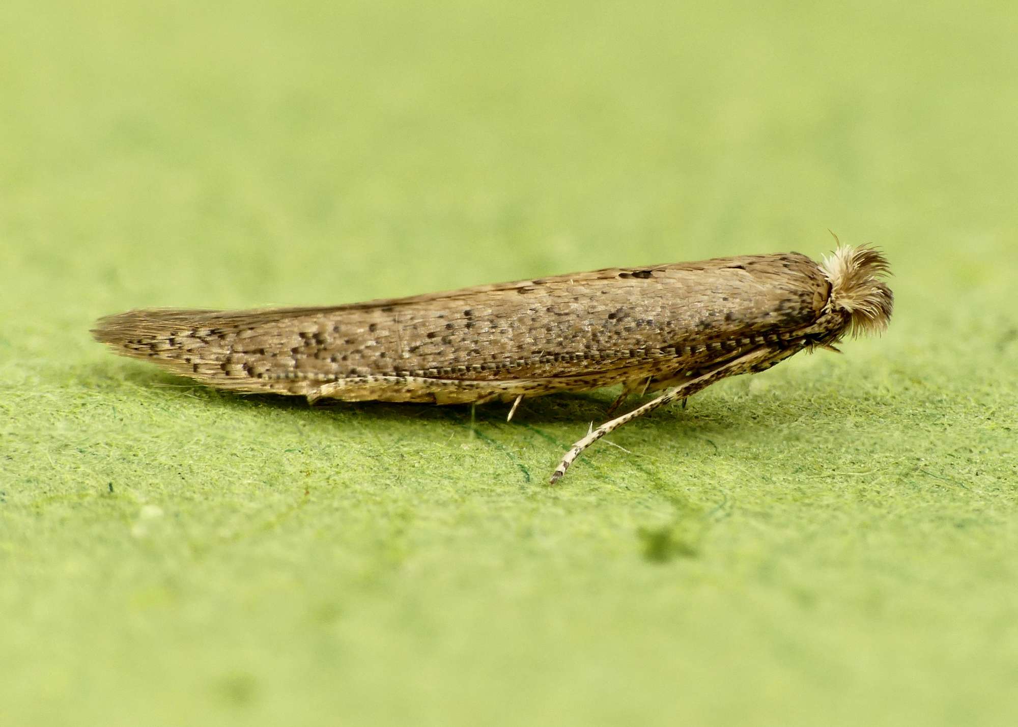 Bindweed Bent-wing (Bedellia somnulentella) photographed in Somerset by Paul Wilkins