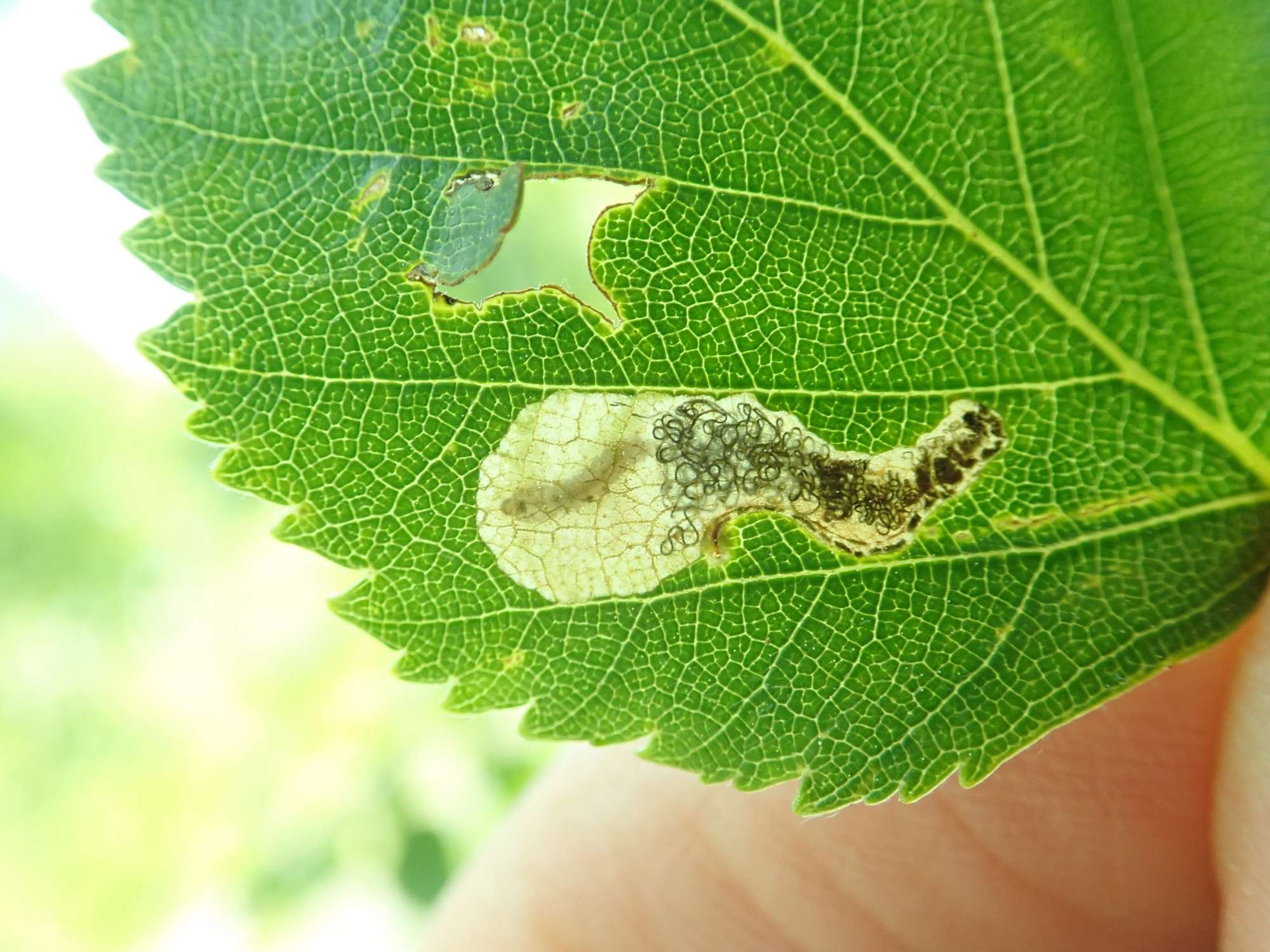Small Birch Purple (Eriocrania salopiella) photographed in Somerset by Christopher Iles