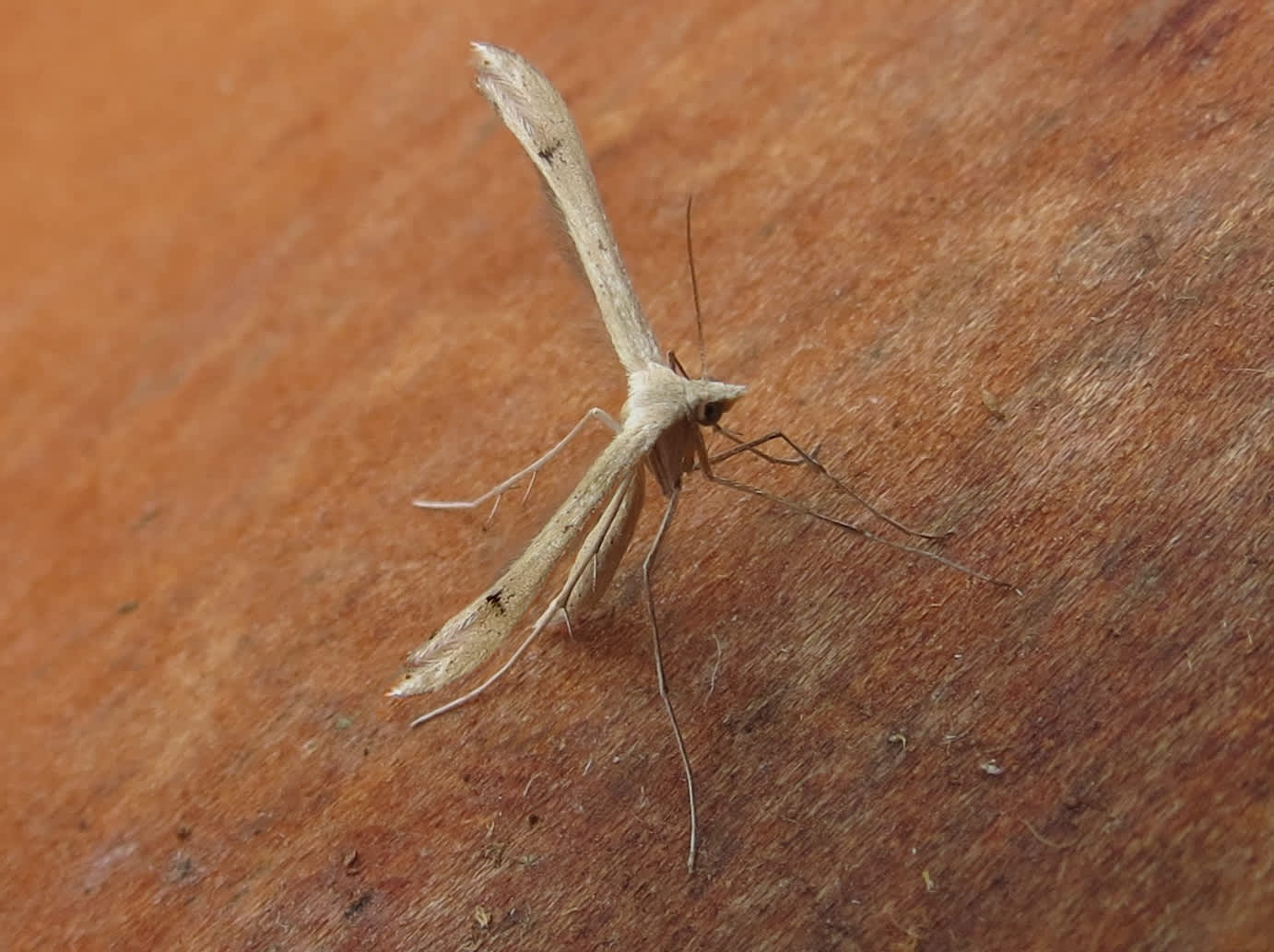 Brown Plume (Stenoptilia pterodactyla) photographed in Somerset by Steve Chapple