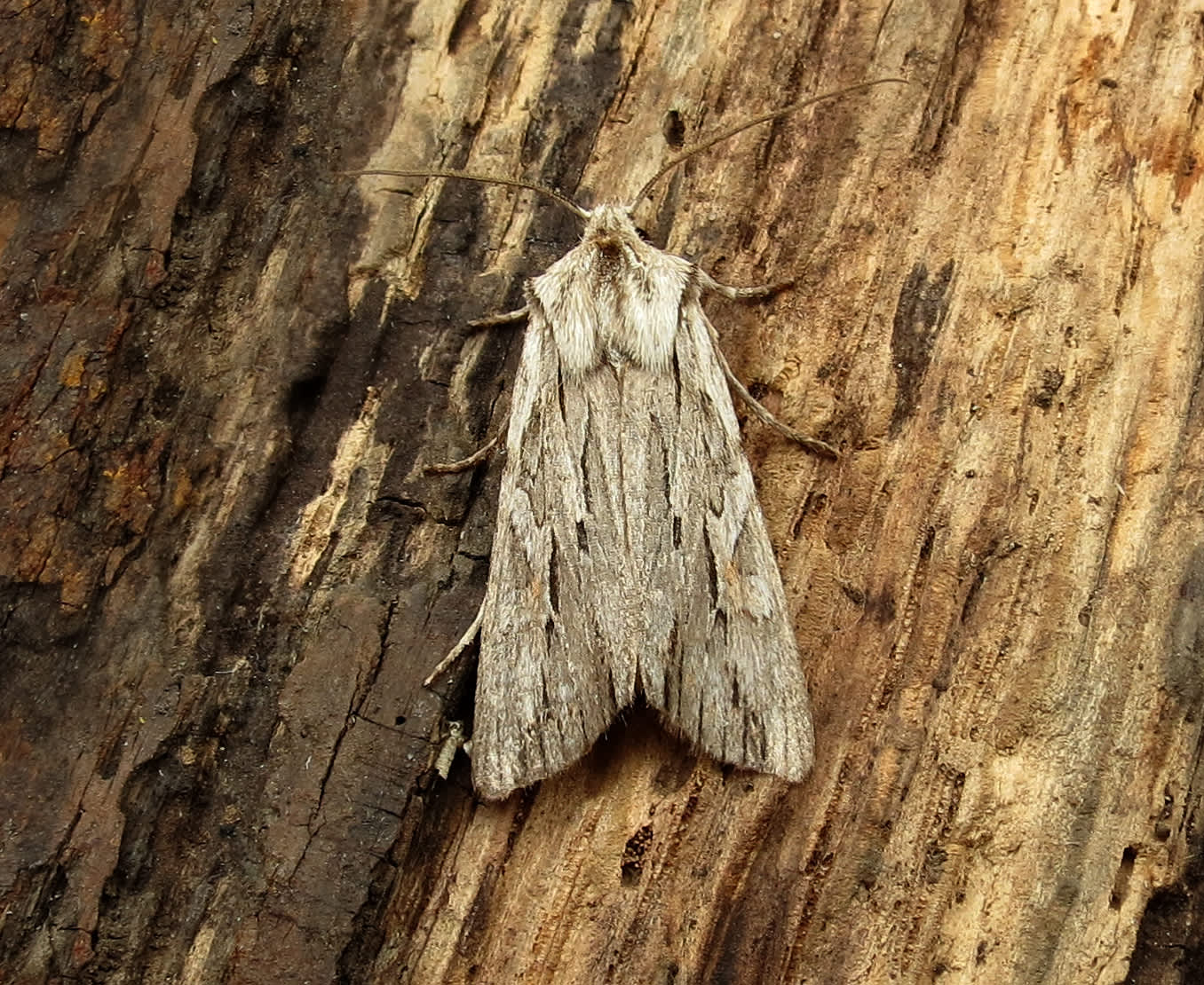 Blair's Shoulder-knot (Lithophane leautieri) photographed in Somerset by Steve Chapple