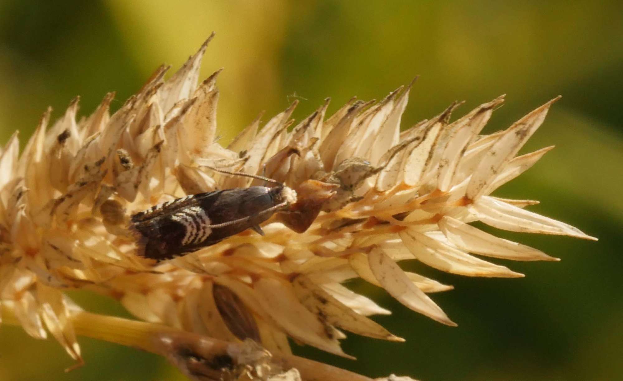 Triple-stripe Piercer (Grapholita compositella) photographed in Somerset by Jenny Vickers