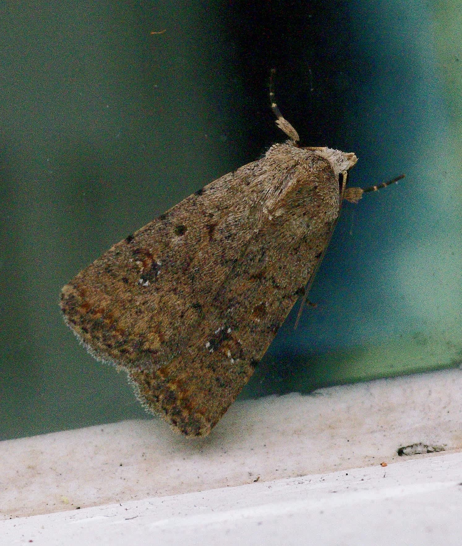 Pale Mottled Willow (Caradrina clavipalpis) photographed in Somerset by John Connolly