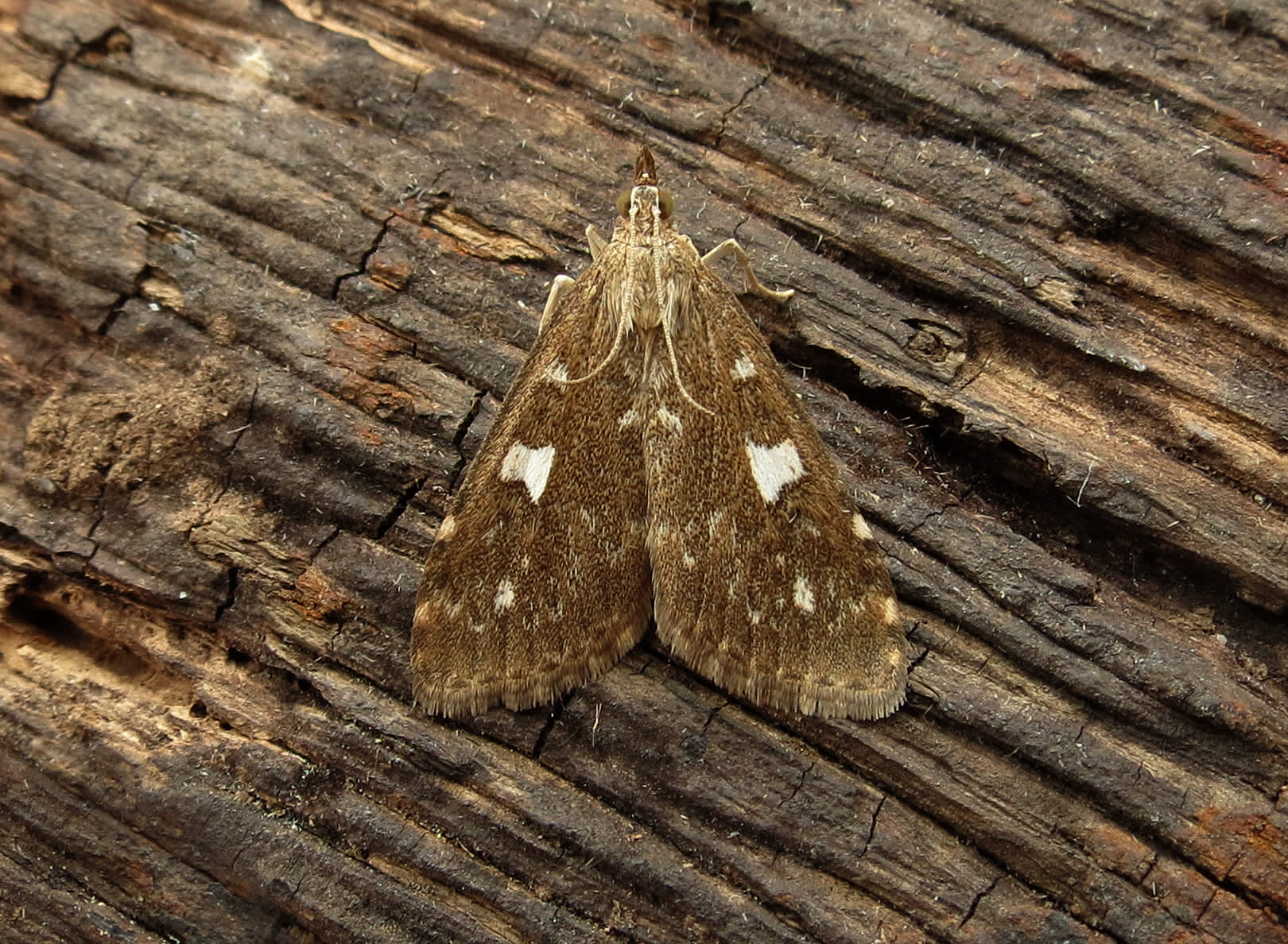 Olive Pearl (Udea olivalis) photographed in Somerset by Steve Chapple