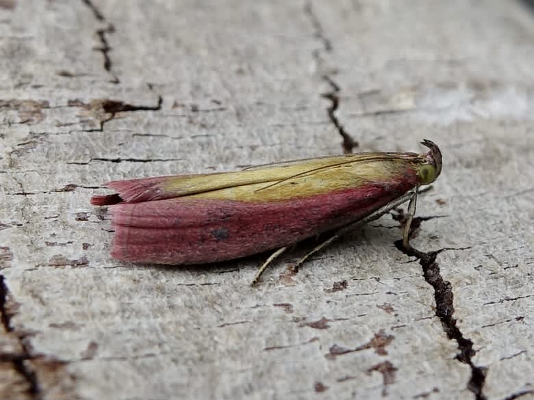 Rosy-striped Knot-horn (Oncocera semirubella) photographed in Somerset by Sue Davies