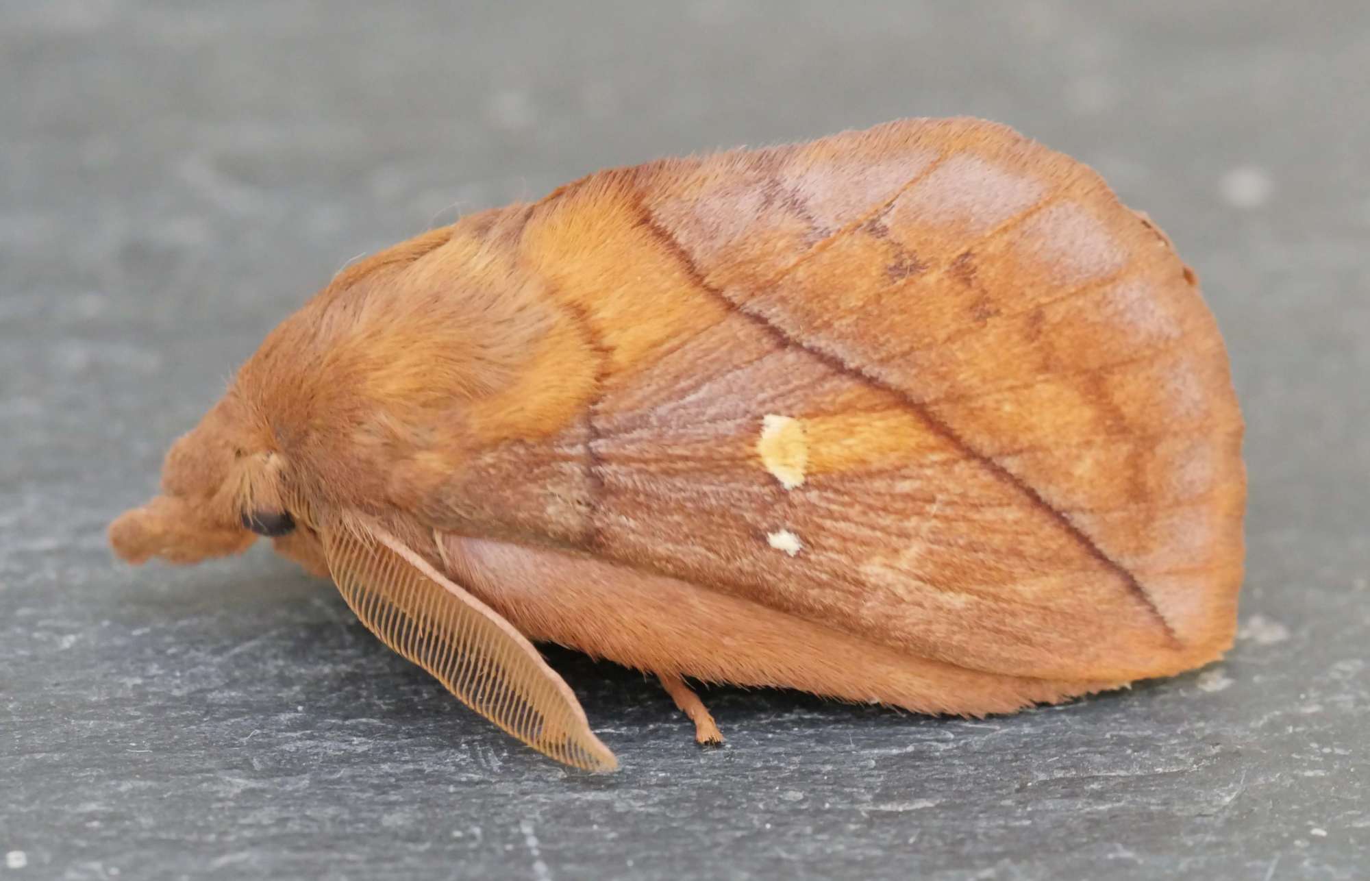 The Drinker (Euthrix potatoria) photographed in Somerset by Jenny Vickers