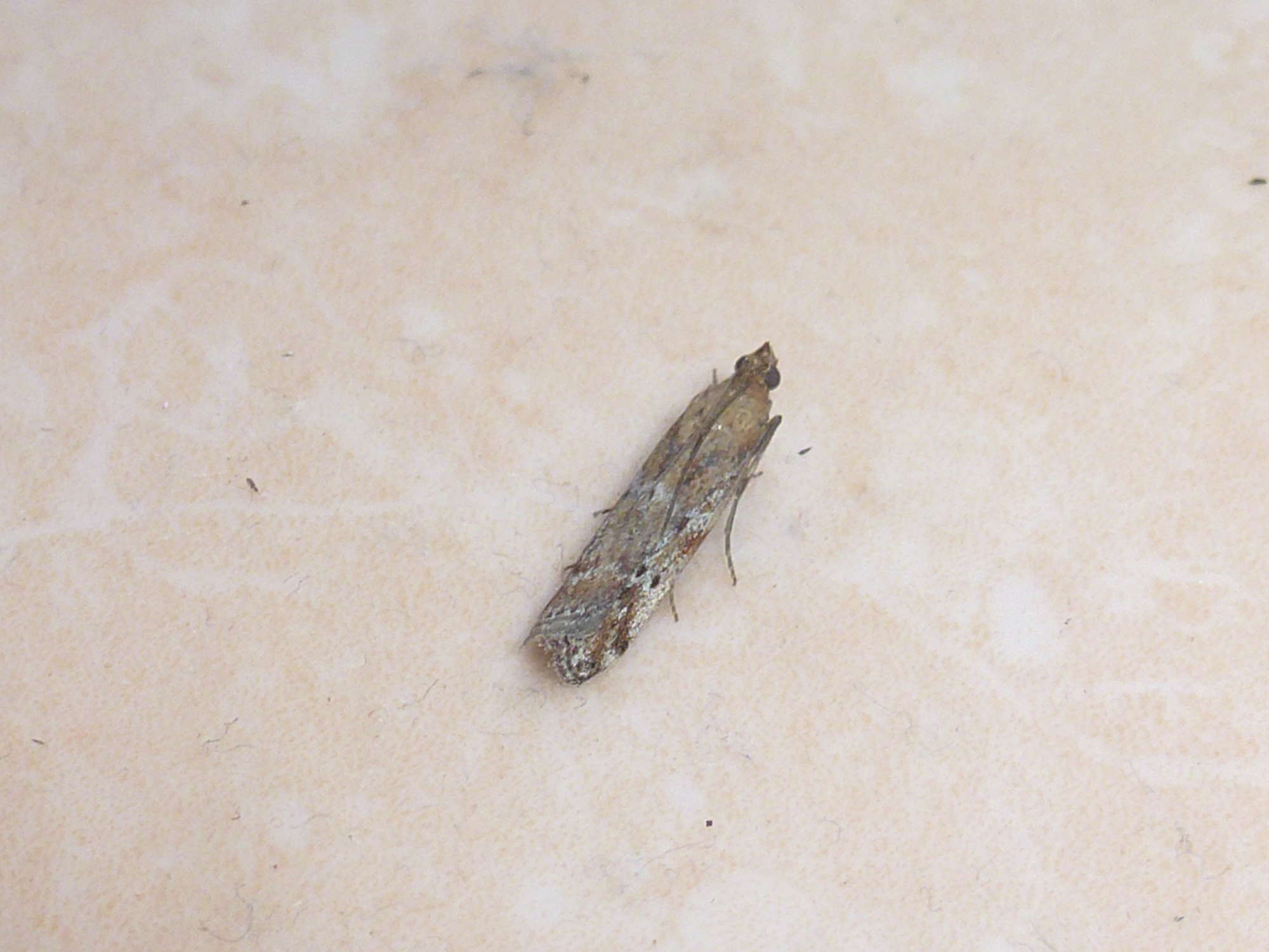 Powdered Knot-horn (Delplanqueia dilutella) photographed in Somerset by Christopher Iles