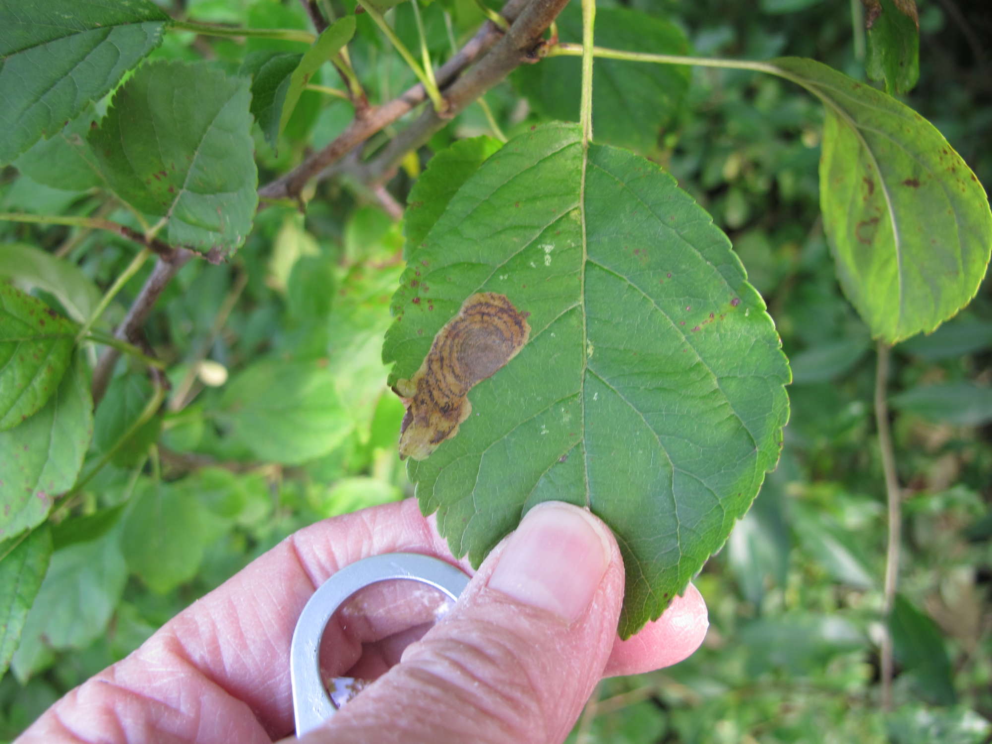 Pear-leaf Blister Moth (Leucoptera malifoliella) photographed in Somerset by Jenny Vickers