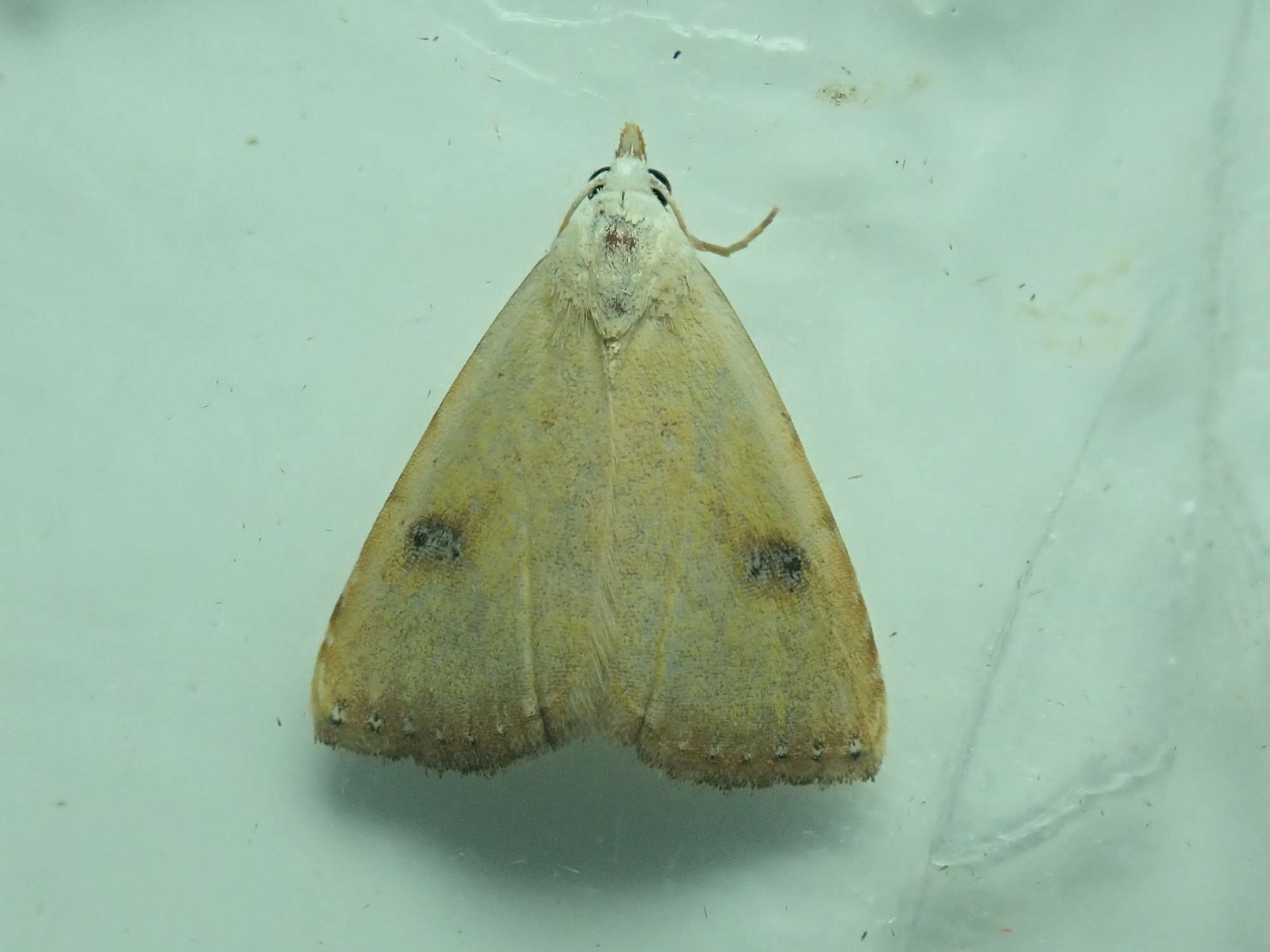 Straw Dot (Rivula sericealis) photographed in Somerset by Christopher Iles