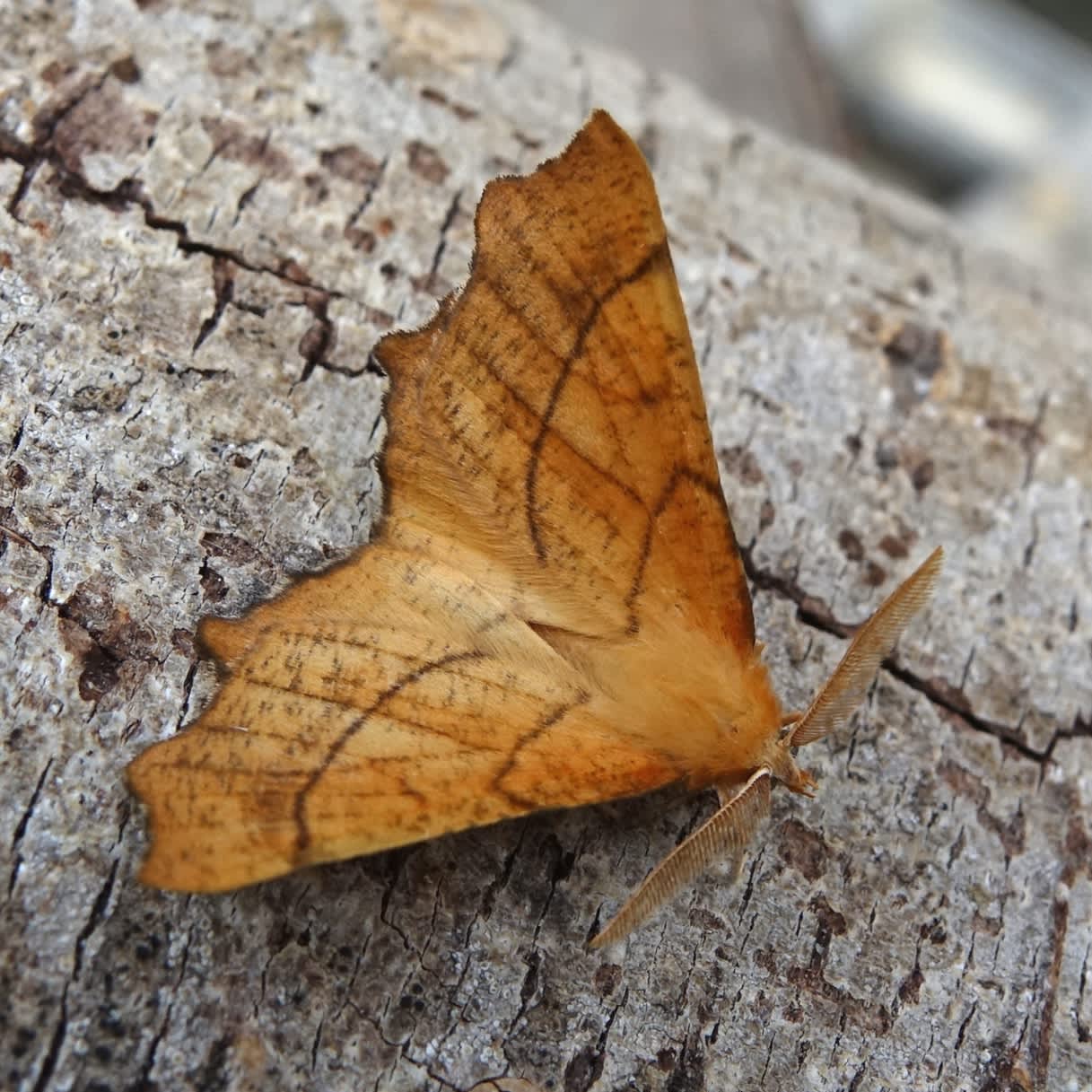 August Thorn (Ennomos quercinaria) photographed in Somerset by Sue Davies