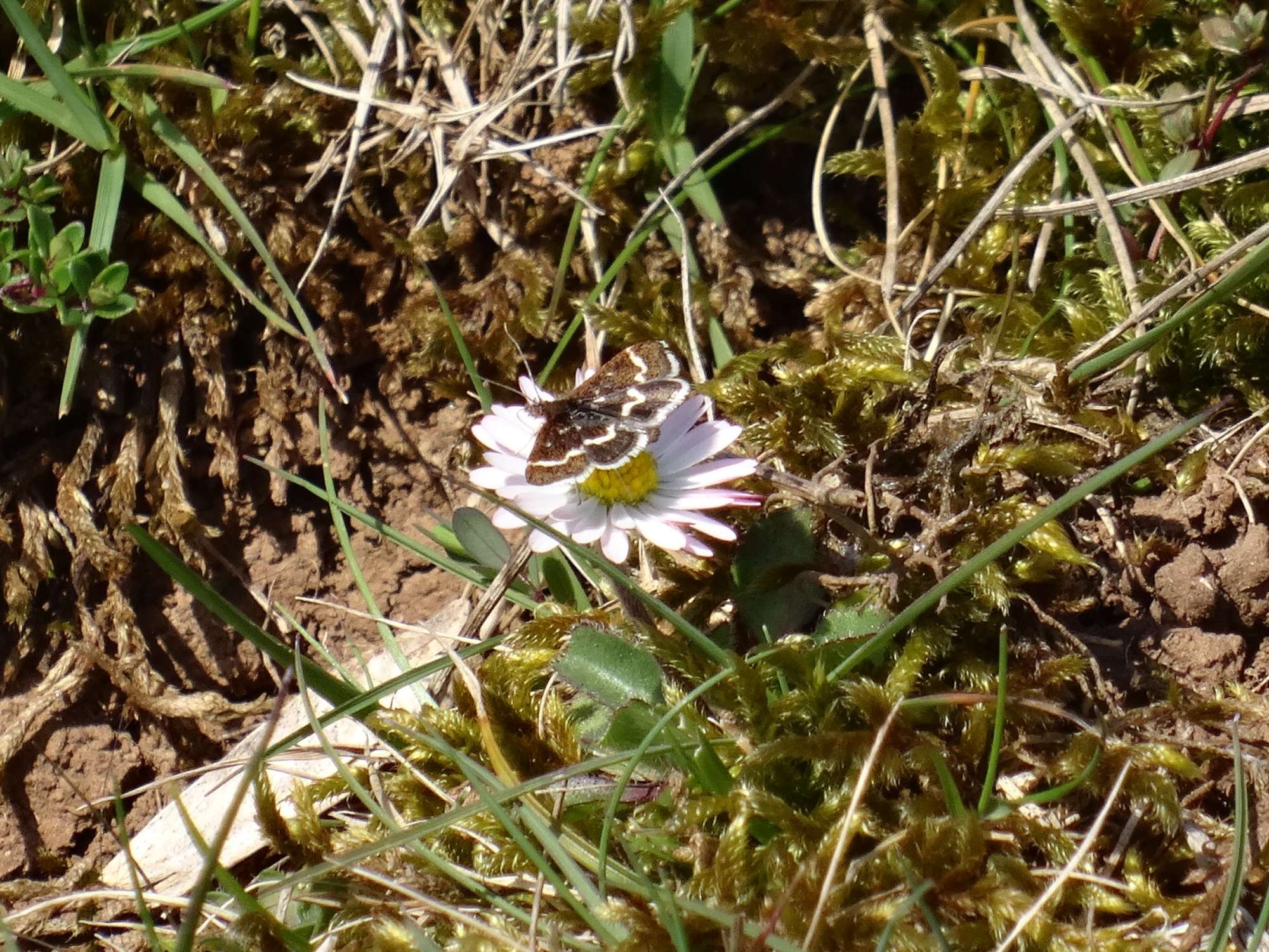 Wavy-barred Sable (Pyrausta nigrata) photographed in Somerset by Christopher Iles