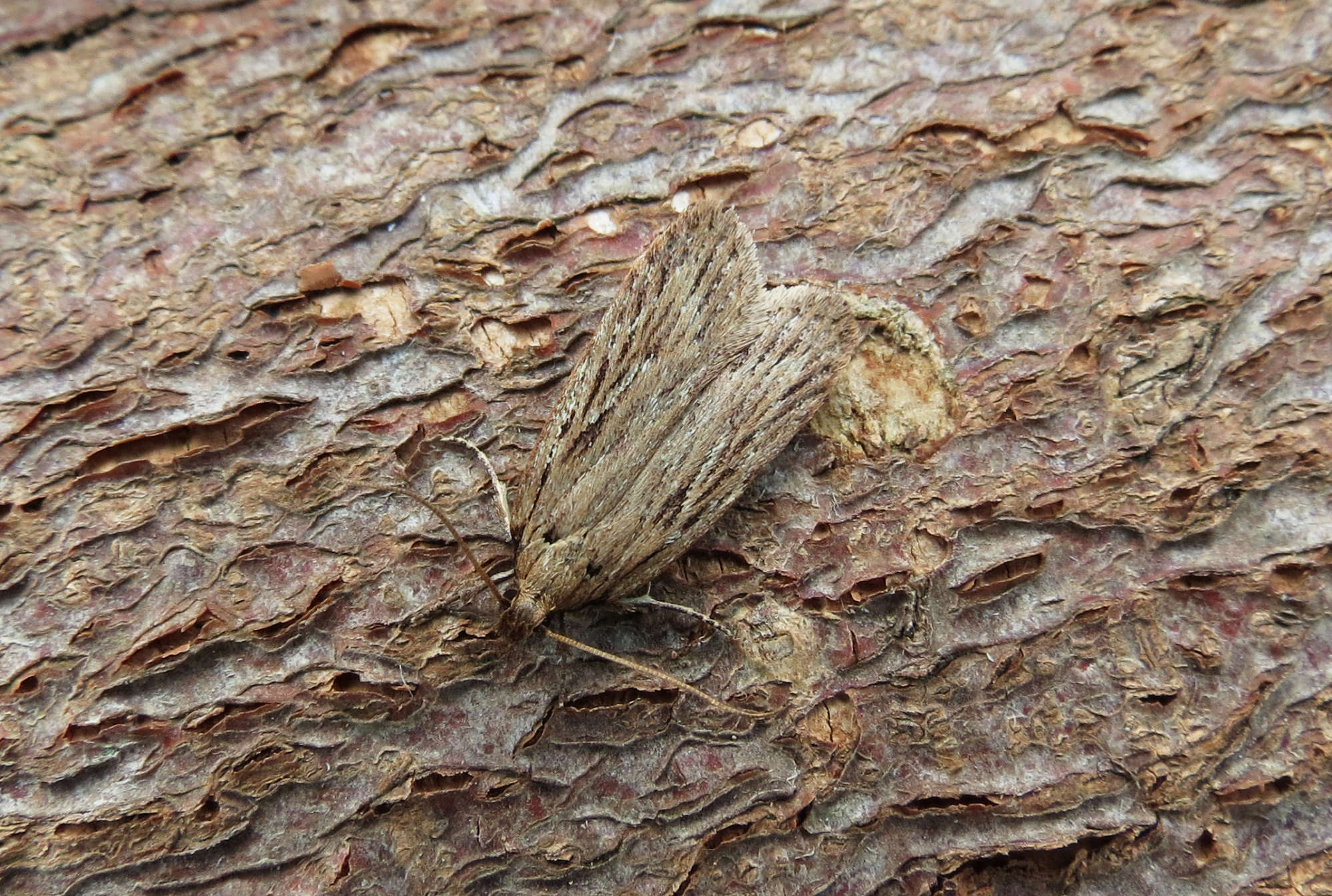 Depressaria daucella | Somerset Moths