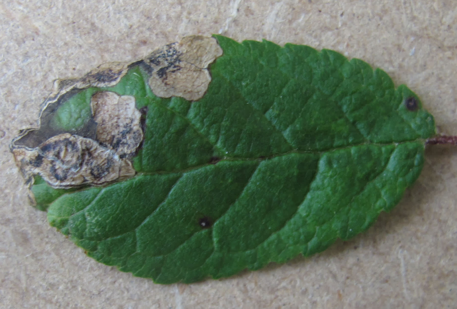 Blackthorn Pigmy (Ectoedemia spinosella) photographed in Somerset by Jenny Vickers