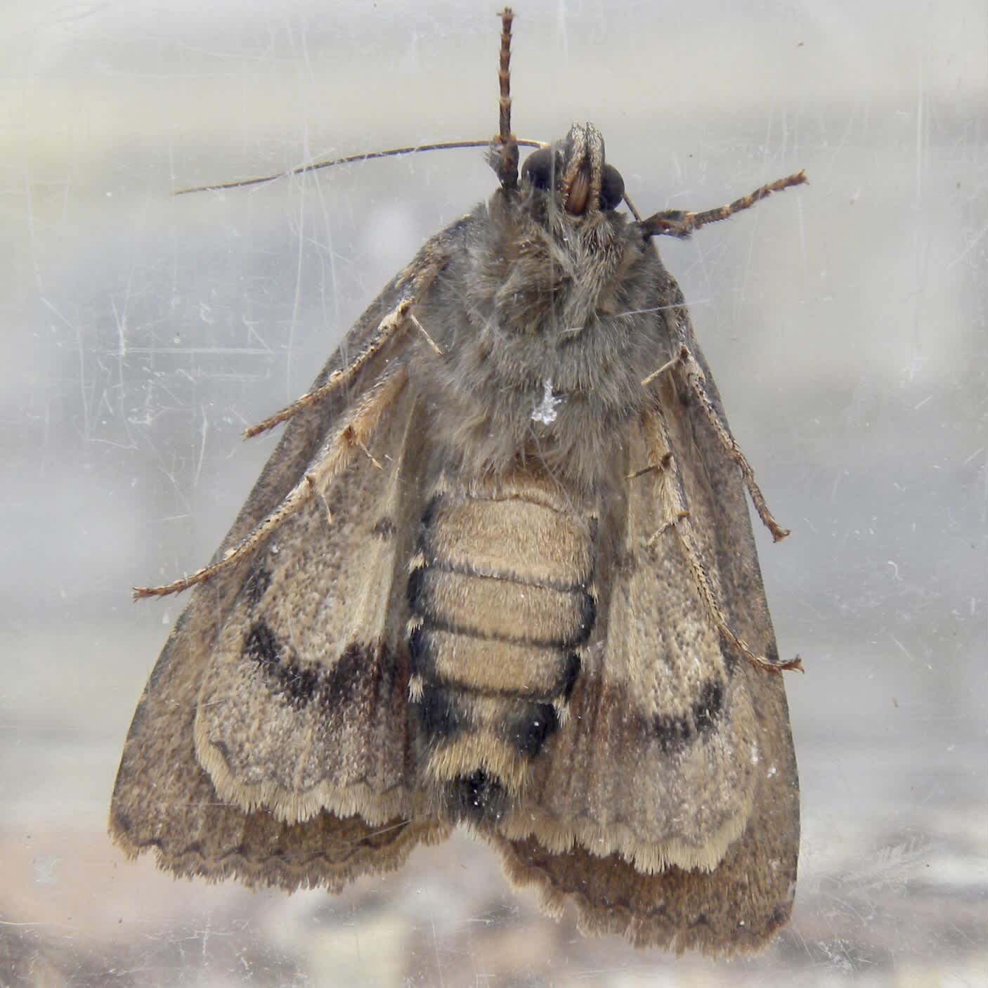 Copper Underwing (Amphipyra pyramidea) photographed in Somerset by Sue Davies