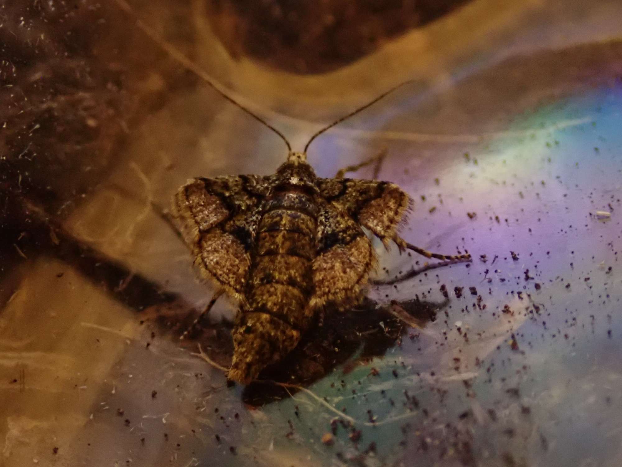 Dotted Border (Agriopis marginaria) photographed in Somerset by Christopher Iles