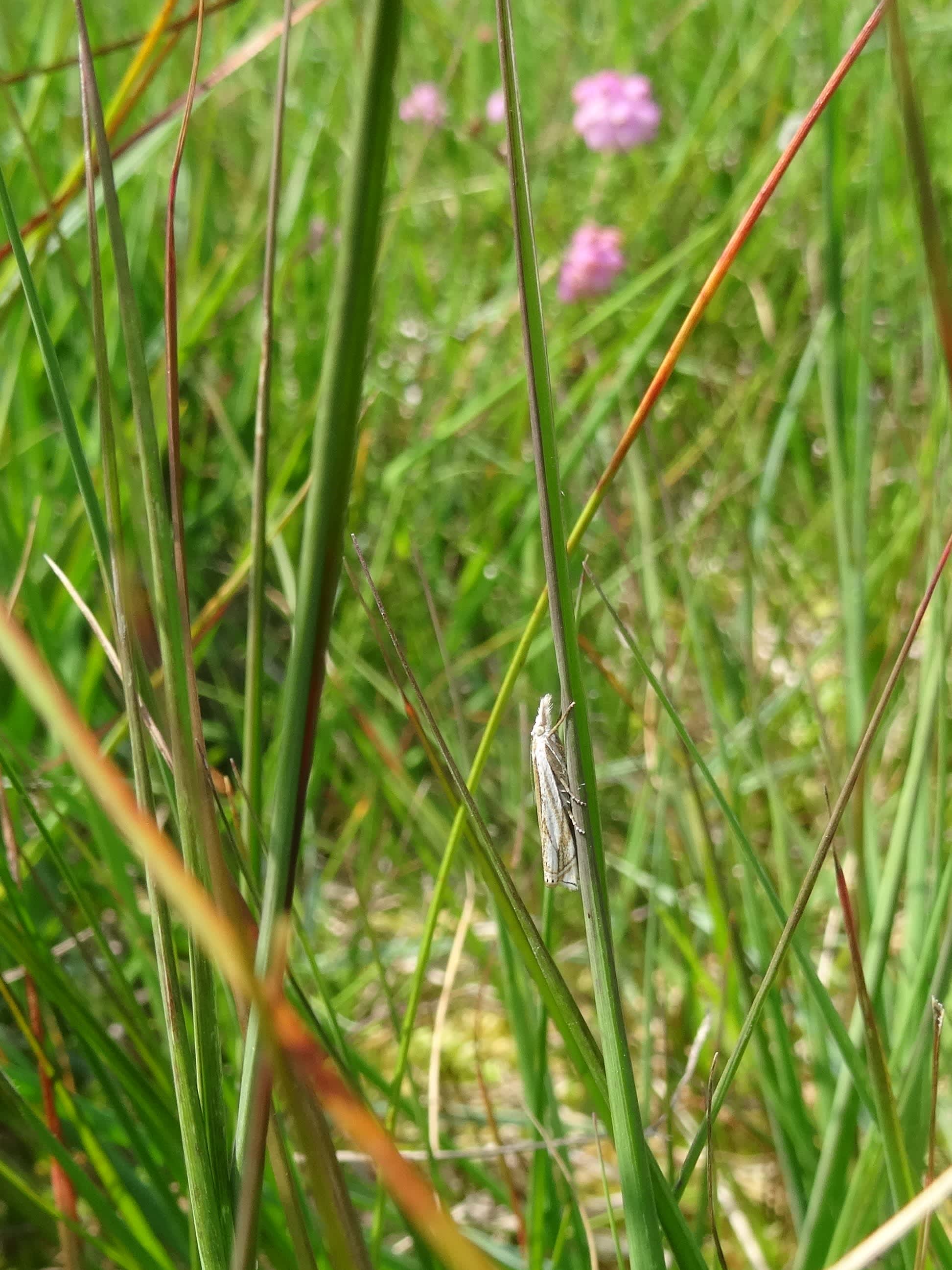 Marsh Grass-veneer (Crambus uliginosellus) photographed in Somerset by Christopher Iles