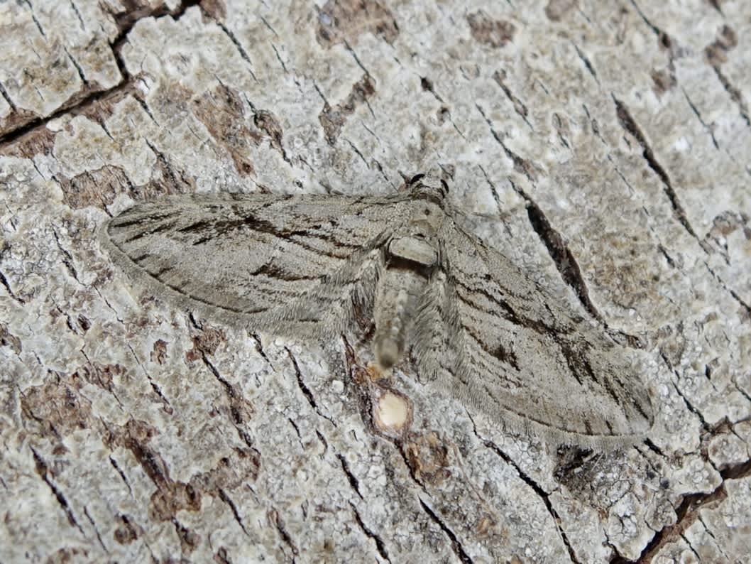 Cypress Pug (Eupithecia phoeniceata) photographed in Somerset by Sue Davies