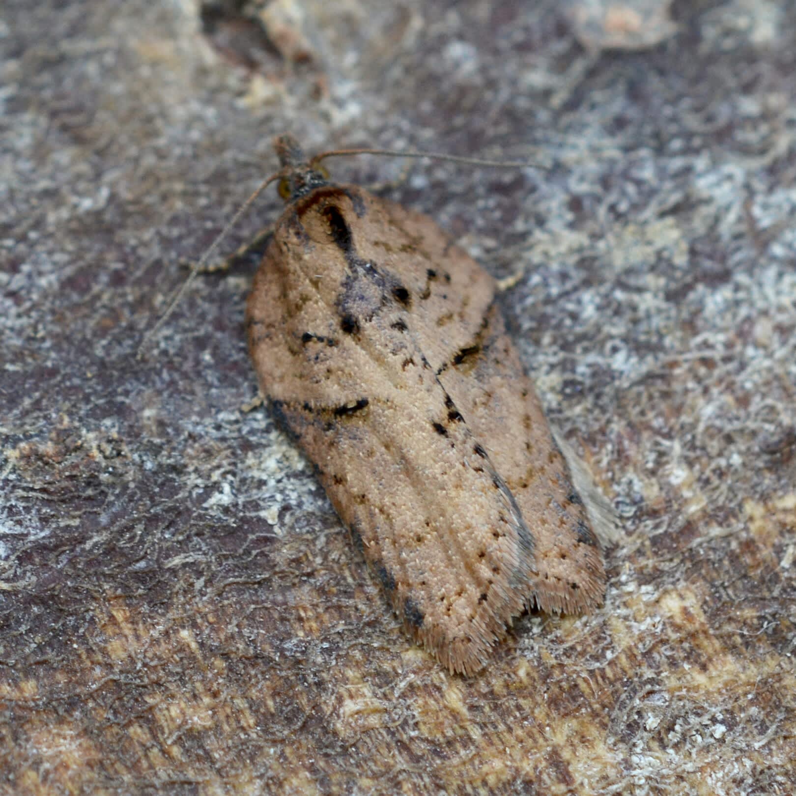 Rusty Oak Button (Acleris ferrugana) photographed in Somerset by Sue Davies