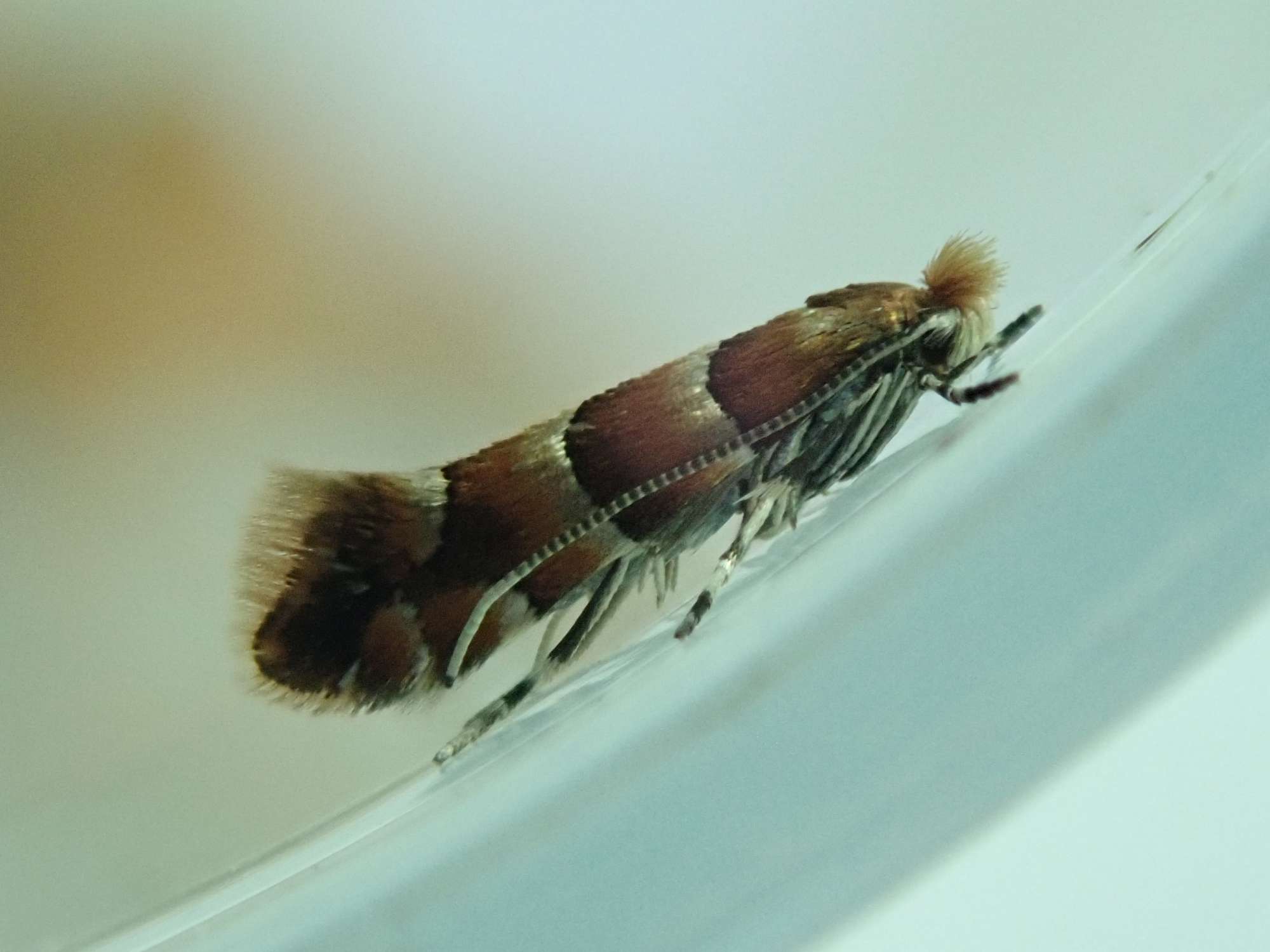 Broad-barred Midget (Phyllonorycter froelichiella) photographed in Somerset by Christopher Iles