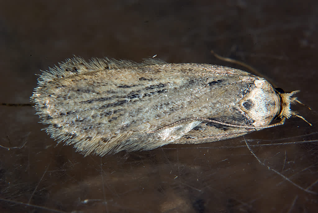 Parsnip Moth (Depressaria radiella) photographed in Somerset by John Bebbington