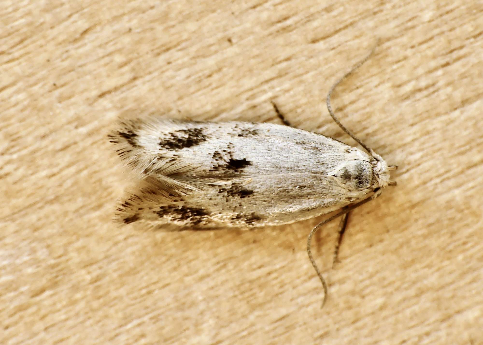 Triple-spot Dwarf (Elachista maculicerusella) photographed in Somerset by Paul Wilkins