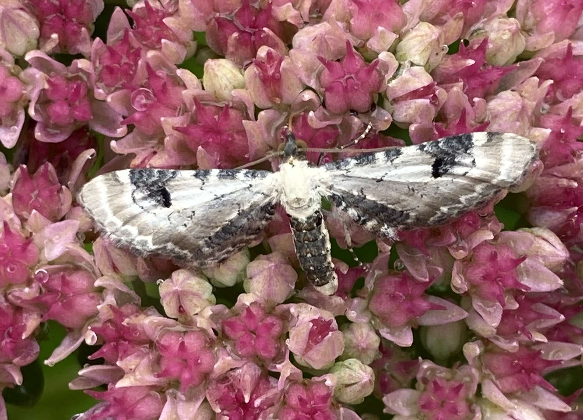 Lime-speck Pug (Eupithecia centaureata) photographed in Somerset by John Connolly