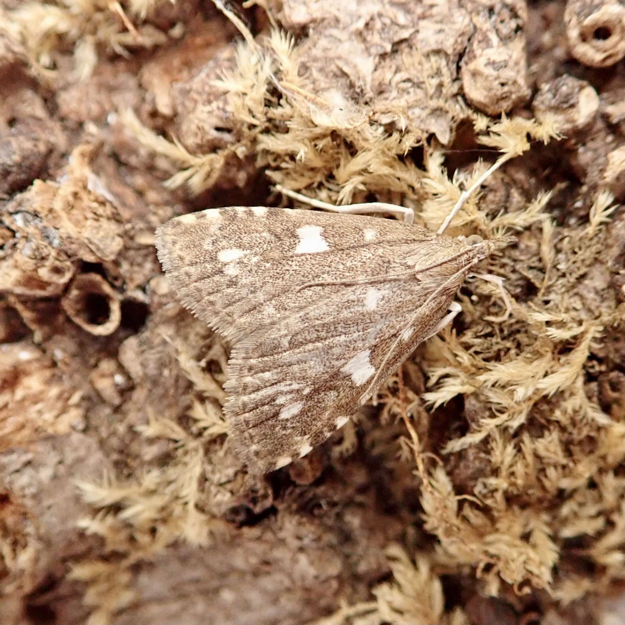 Olive Pearl (Udea olivalis) photographed in Somerset by Sue Davies