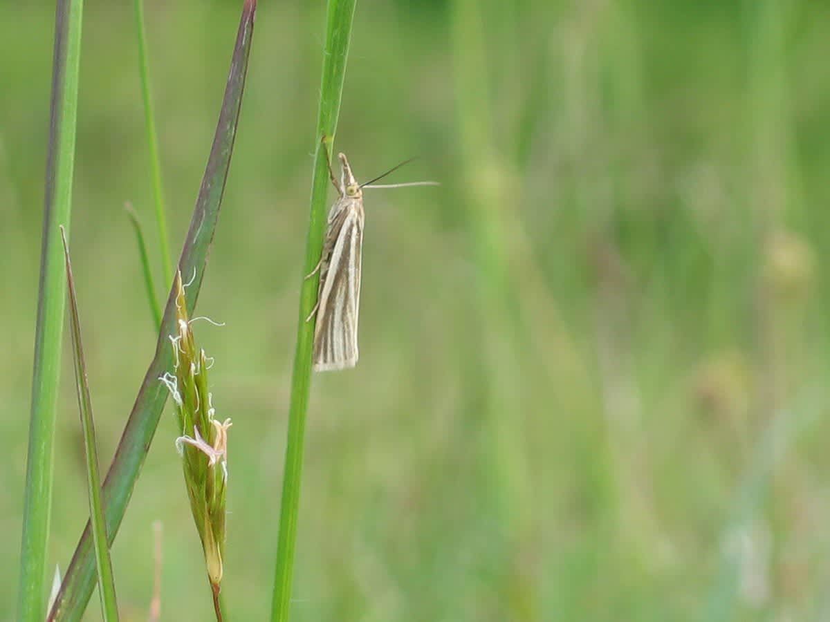 Satin Grass-veneer (Crambus perlella) photographed in Somerset by Christopher Iles