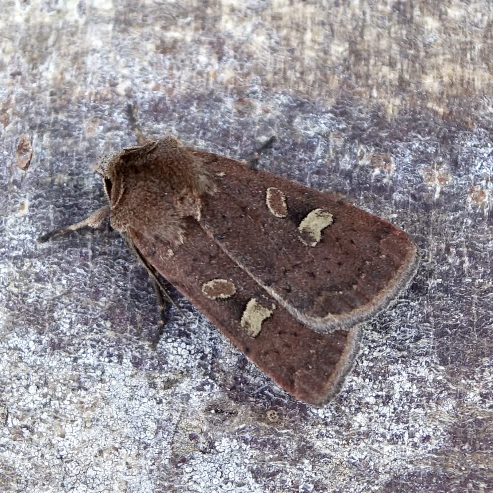 Square-spot Rustic (Xestia xanthographa) photographed in Somerset by Sue Davies