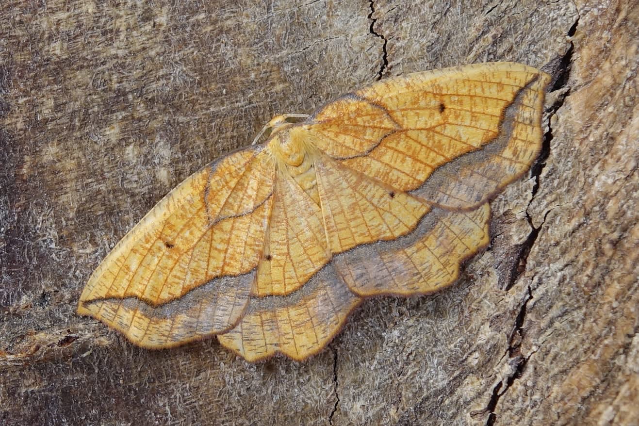 Bordered Beauty (Epione repandaria) photographed in Somerset by Sue Davies