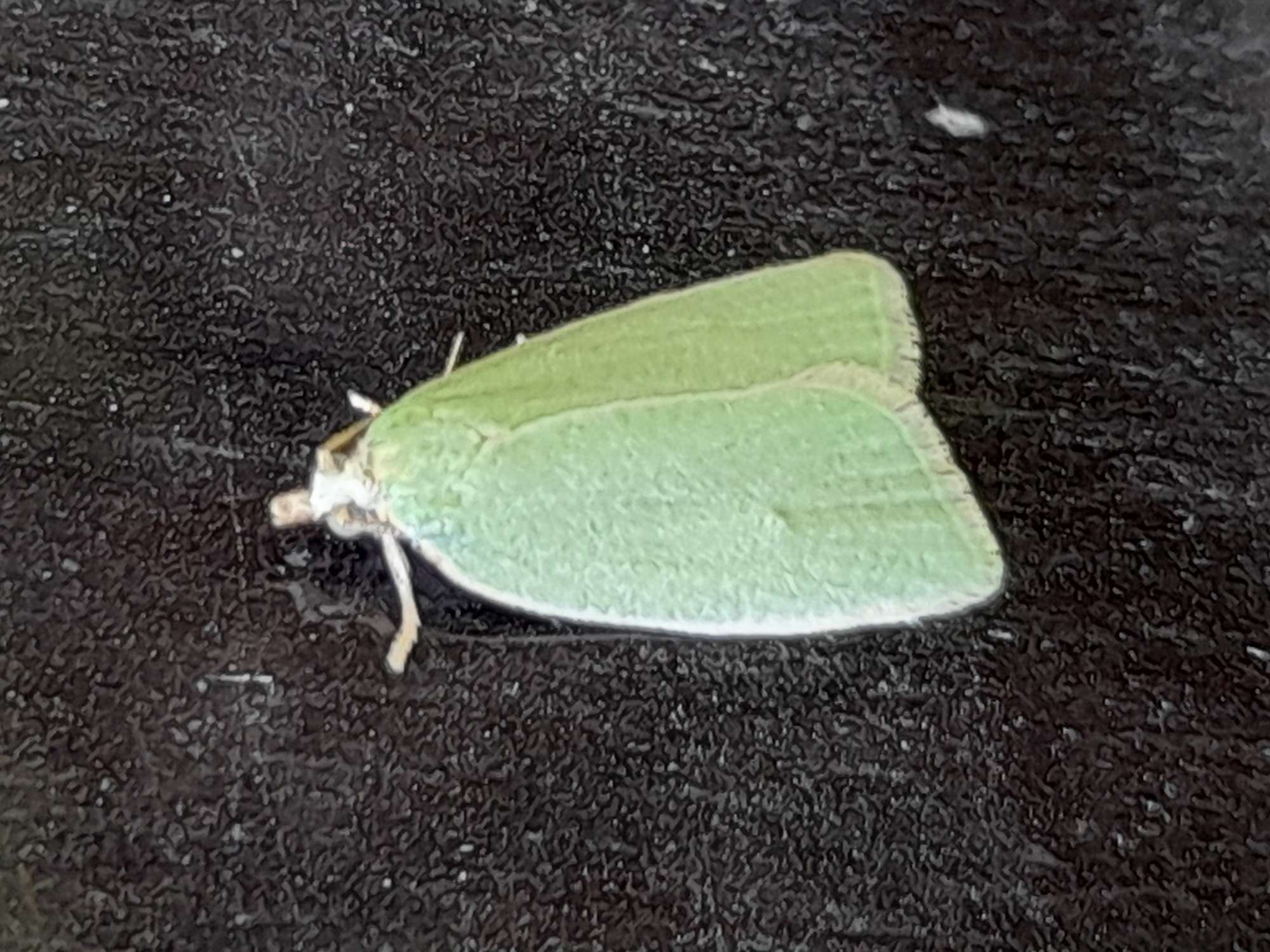 Green Oak Tortrix (Tortrix viridana) photographed in Somerset by Christopher Iles