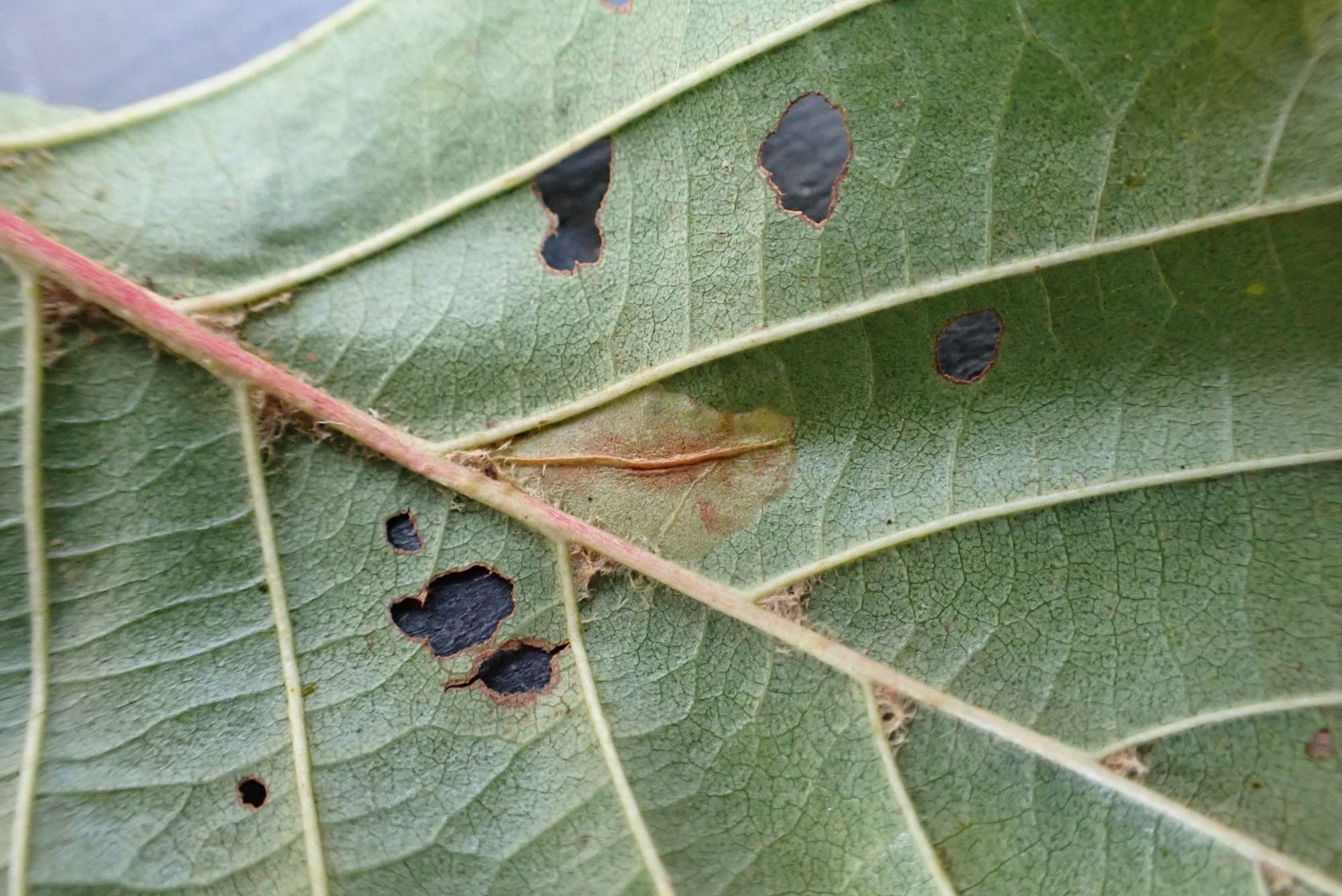 Common Alder Midget (Phyllonorycter rajella) photographed in Somerset by Jenny Vickers