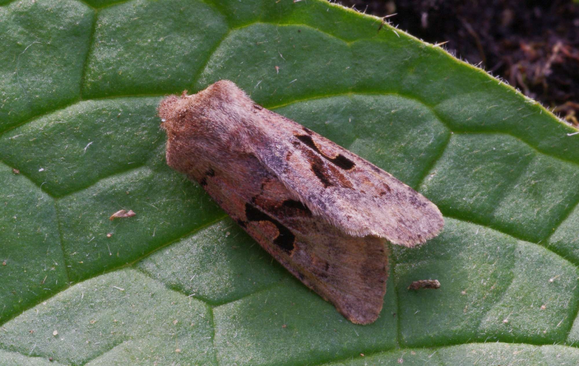 Hebrew Character (Orthosia gothica) photographed in Somerset by John Connolly