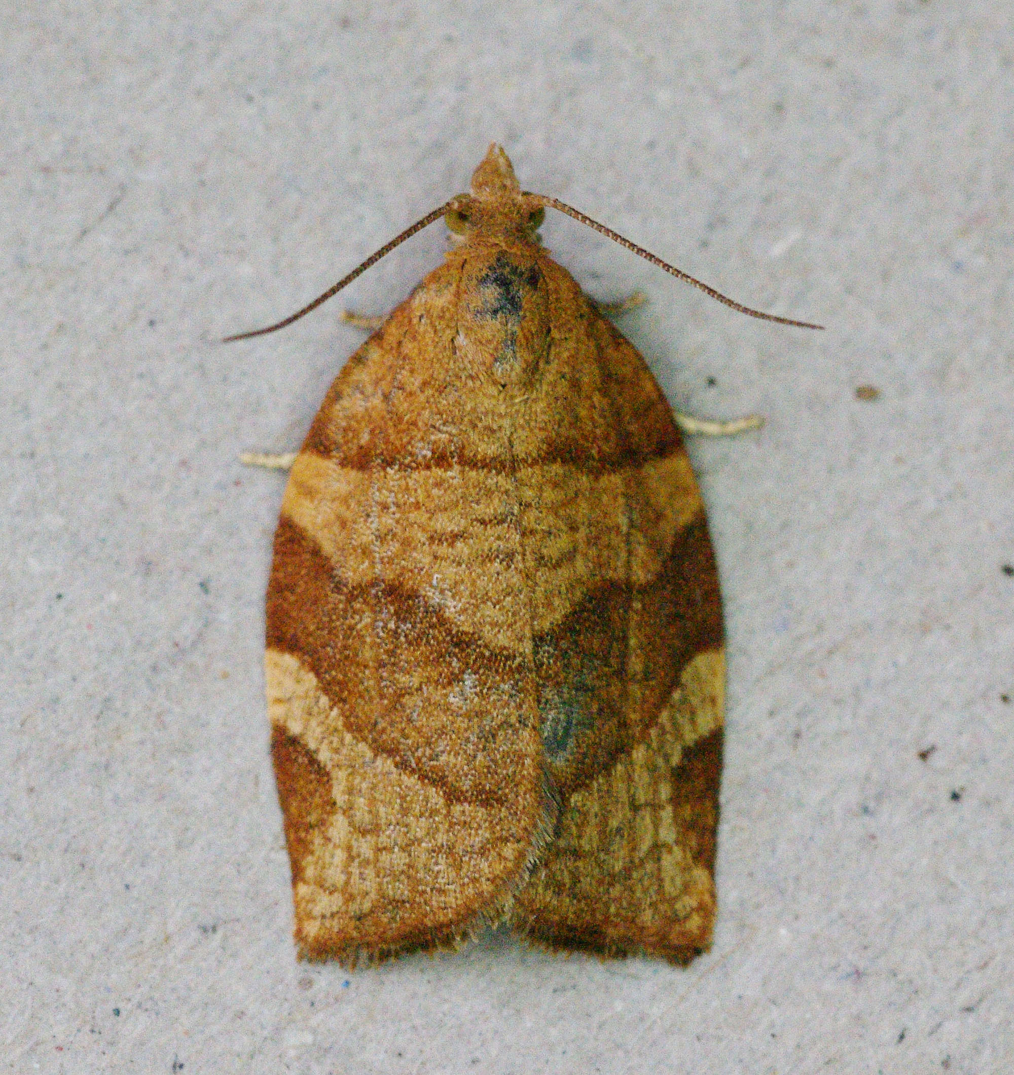 Barred Fruit-tree Tortrix (Pandemis cerasana) photographed in Somerset by John Connolly