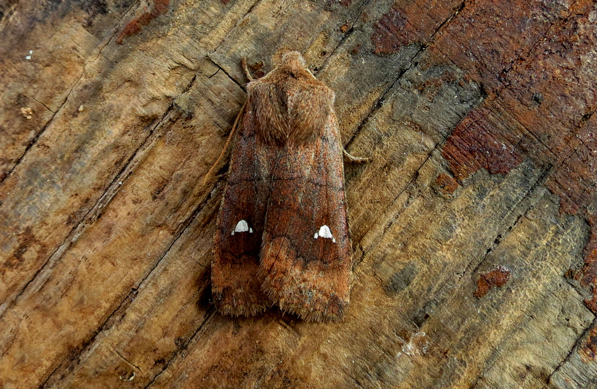 The Satellite (Eupsilia transversa) photographed in Somerset by Steve Chapple