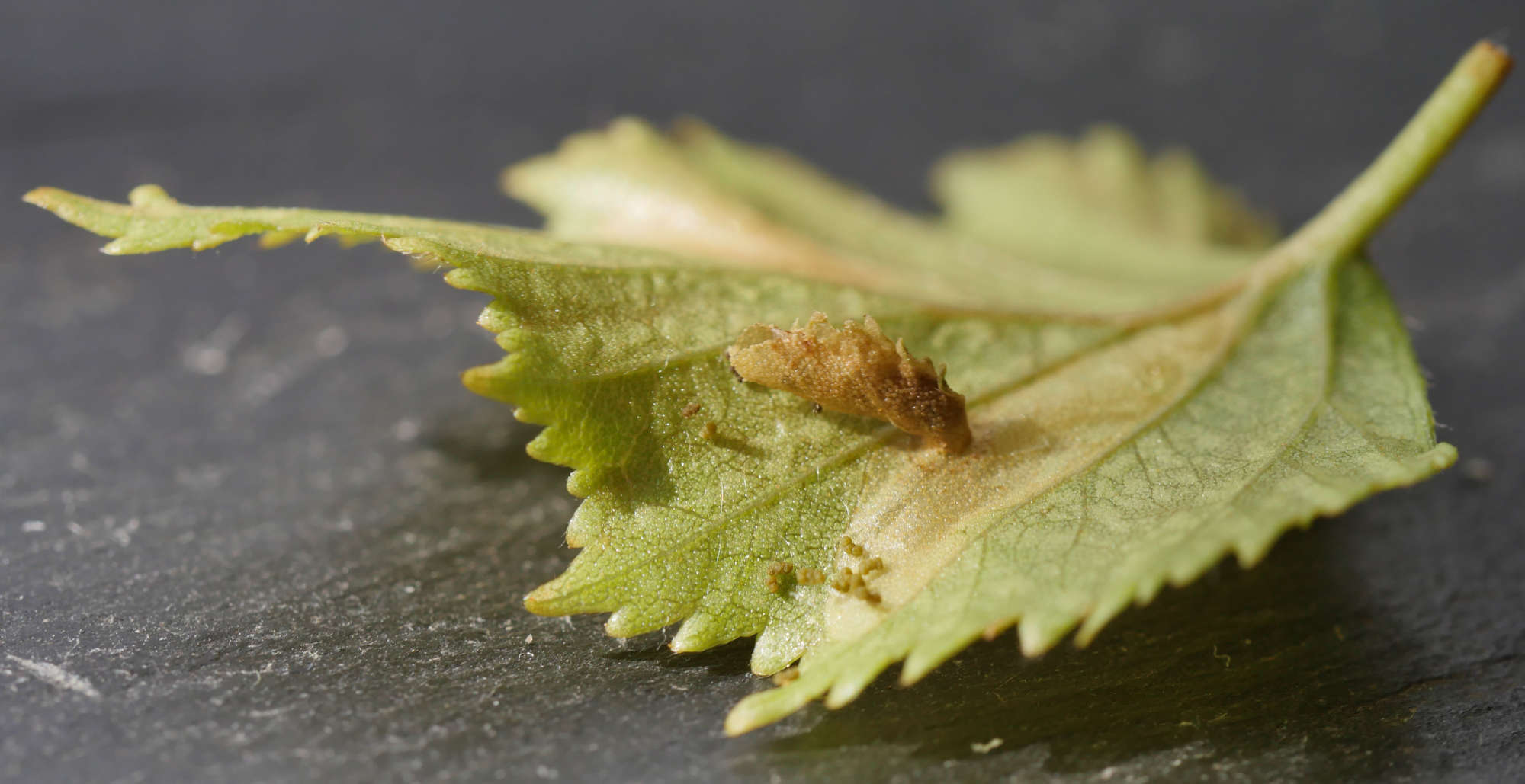 Common Case-bearer (Coleophora serratella) photographed in Somerset by Jenny Vickers