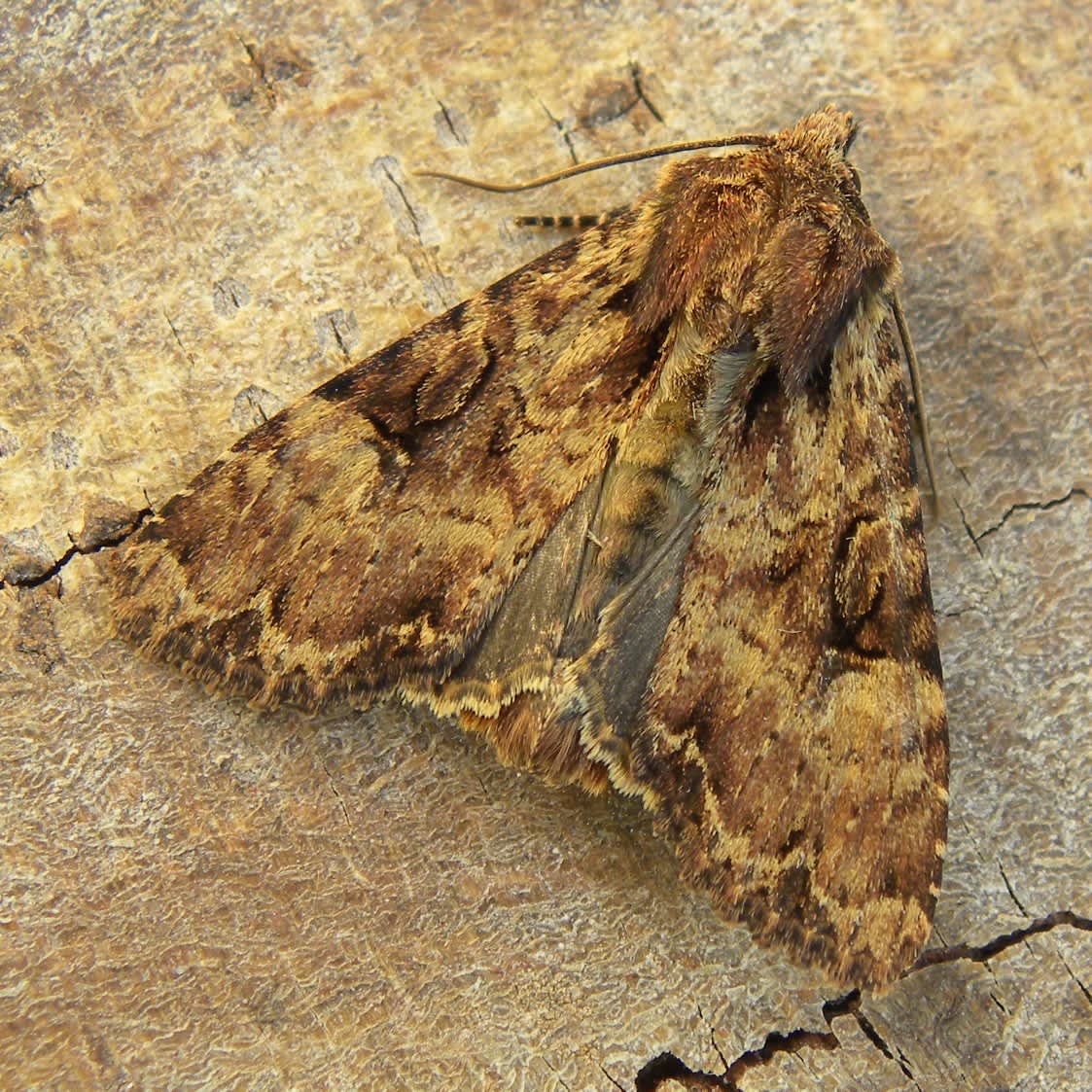 Clouded-bordered Brindle (Apamea crenata) photographed in Somerset by Sue Davies