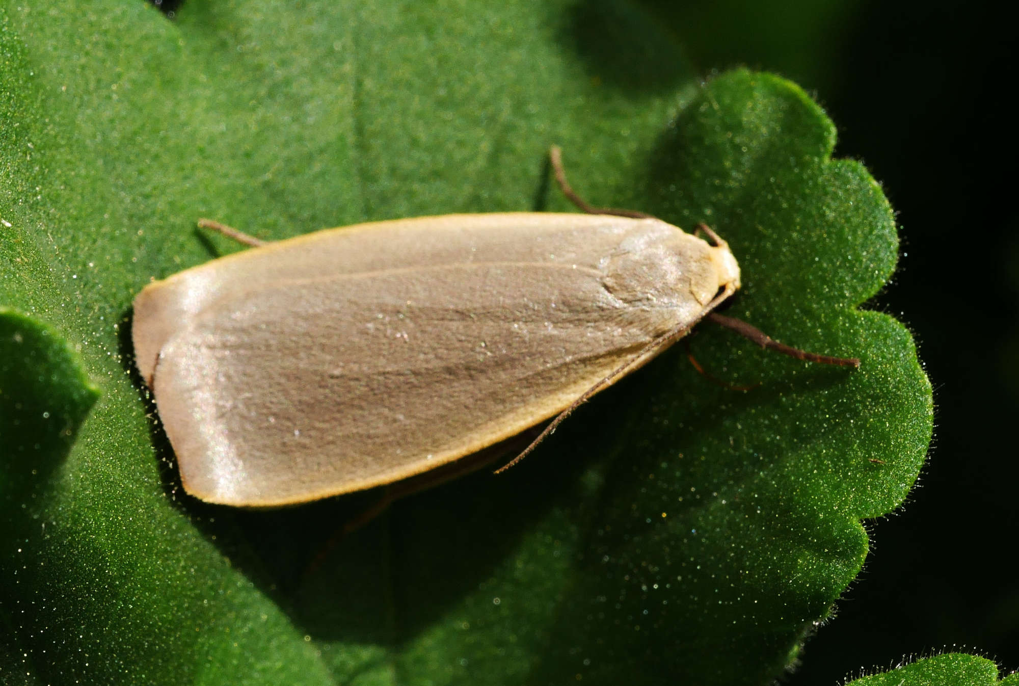 Dingy Footman (Eilema griseola) photographed in Somerset by John Connolly