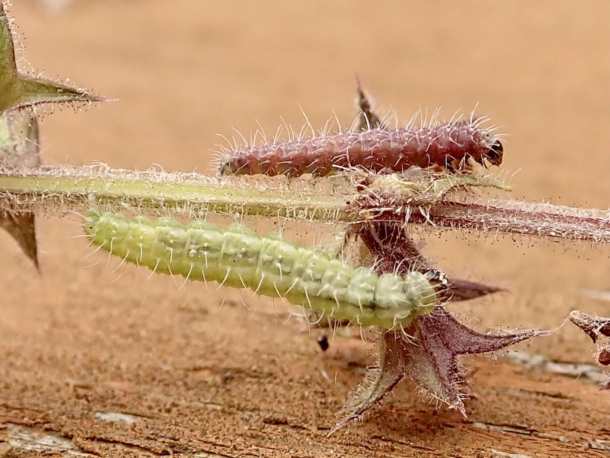 Beautiful Plume (Amblyptilia acanthadactyla) photographed in Somerset by Sue Davies