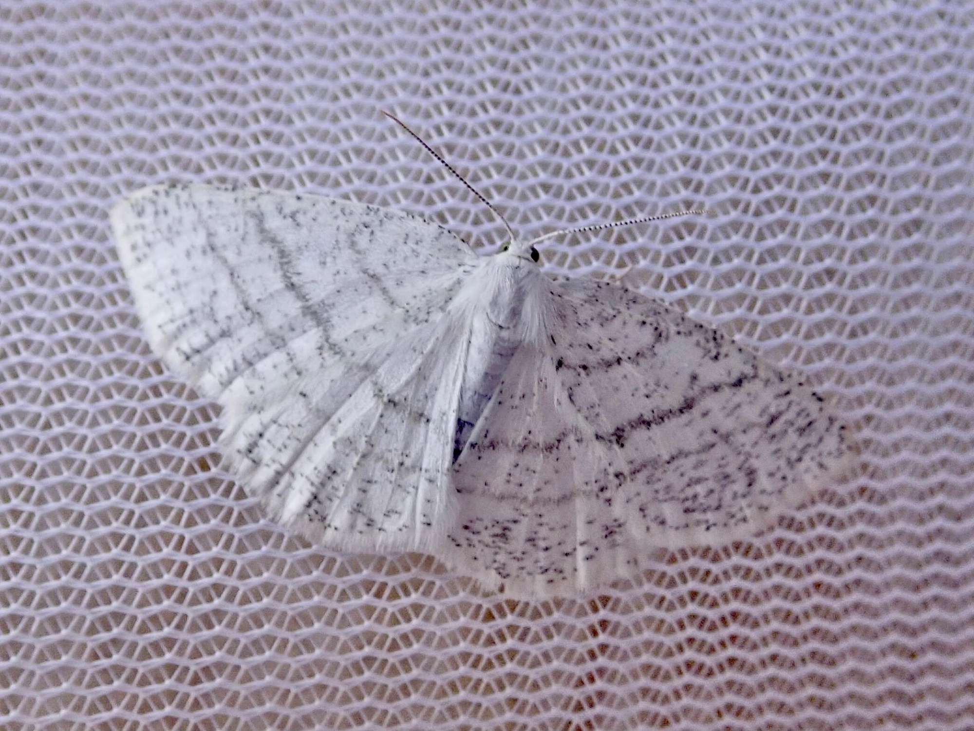 Common White Wave (Cabera pusaria) photographed in Somerset by Sue Davies