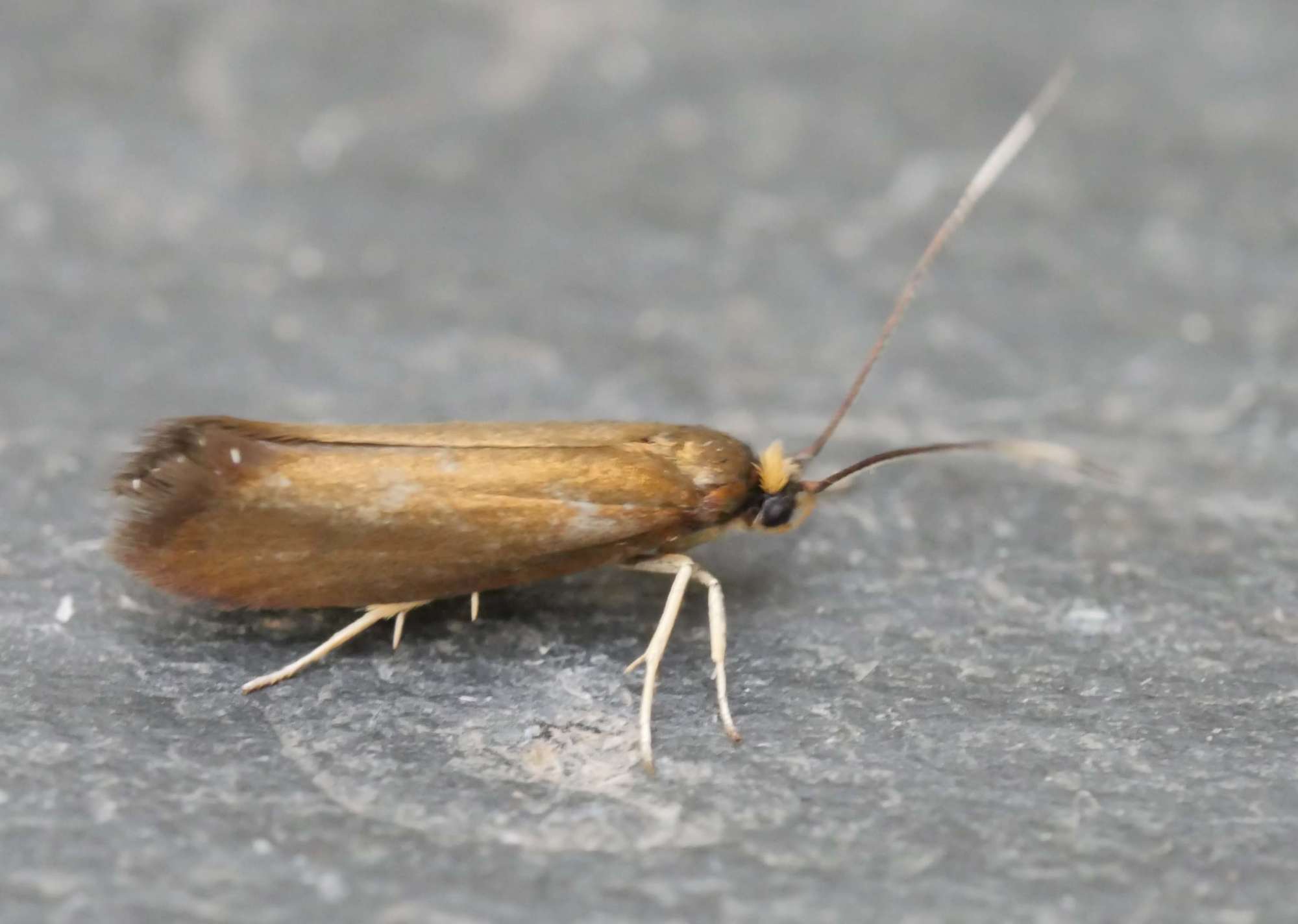 Copper Ermel (Roeslerstammia erxlebella) photographed in Somerset by Jenny Vickers