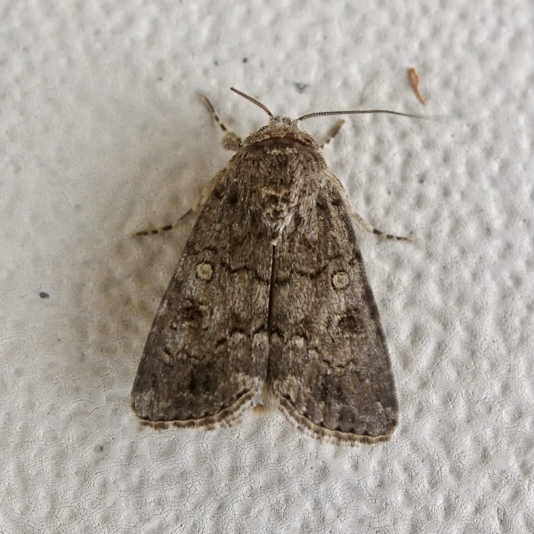 Dark Mottled Willow (Spodoptera cilium) photographed in Somerset by Sue Davies