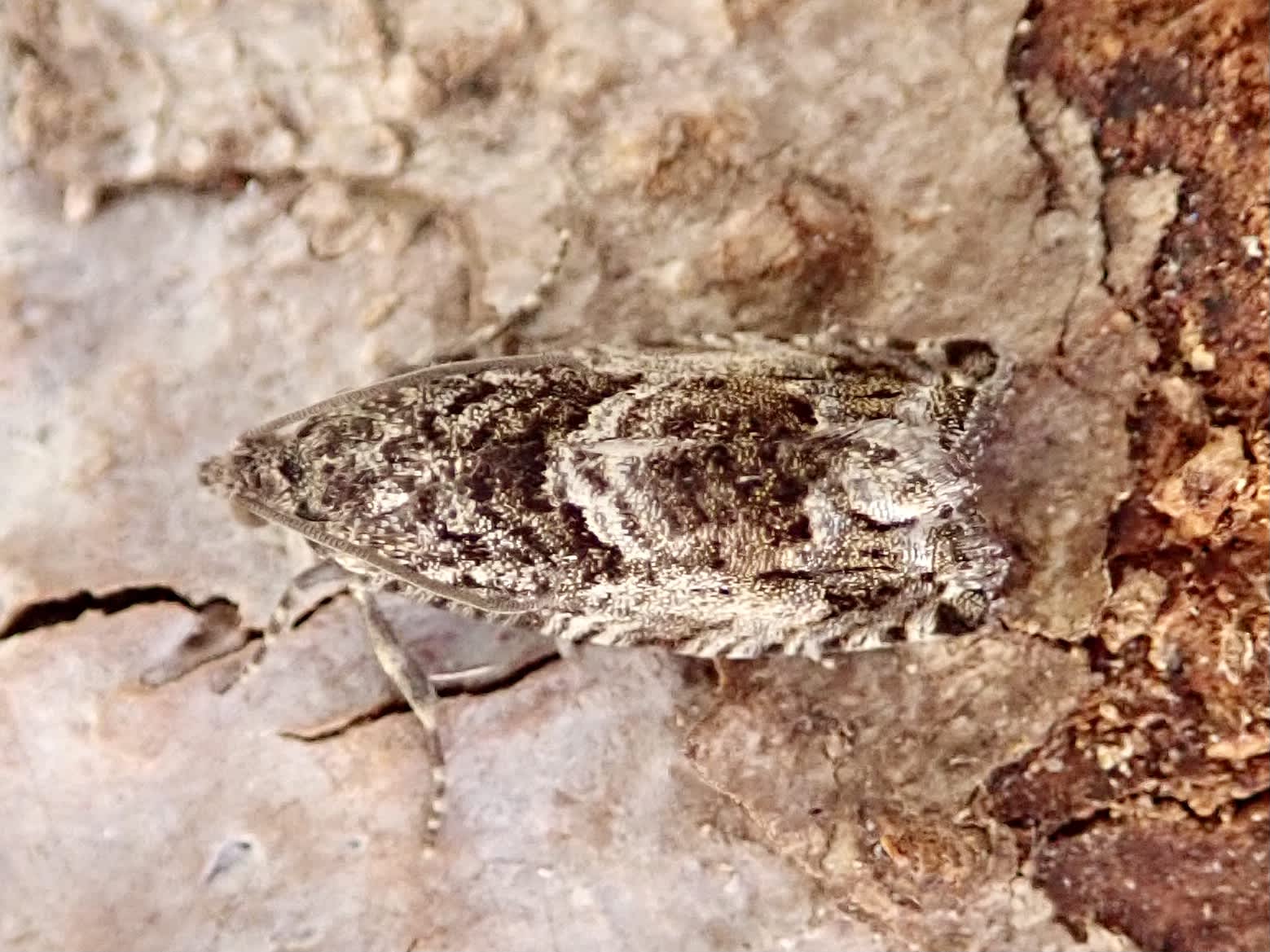 Large Beech Piercer (Cydia fagiglandana) photographed in Somerset by Sue Davies