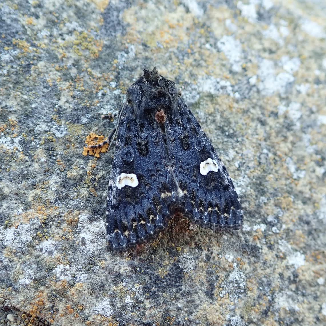 Dot Moth (Melanchra persicariae) photographed in Somerset by Sue Davies