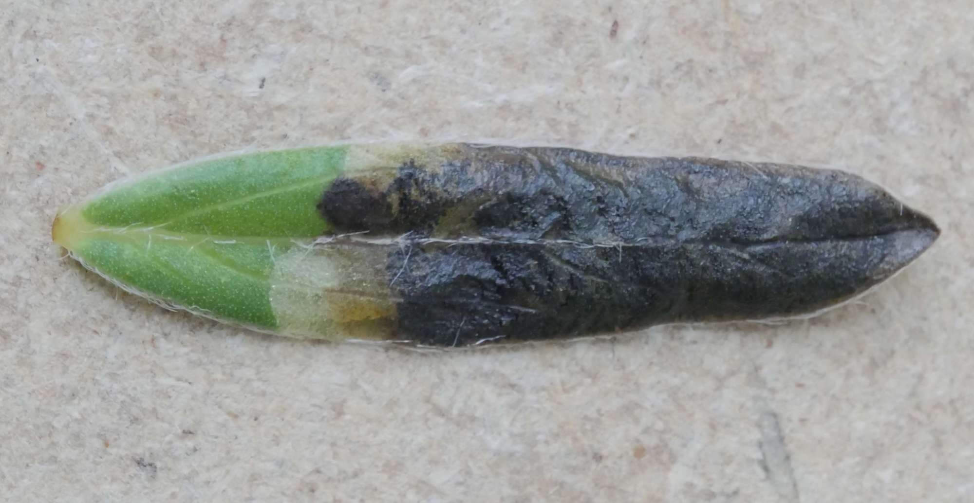 Laburnum Leaf-miner (Leucoptera laburnella) photographed in Somerset by Jenny Vickers