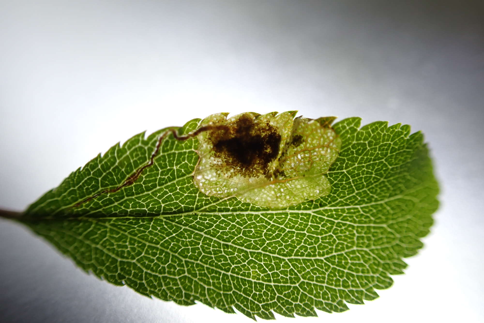 Scrubland Pigmy (Stigmella plagicolella) photographed in Somerset by Jenny Vickers