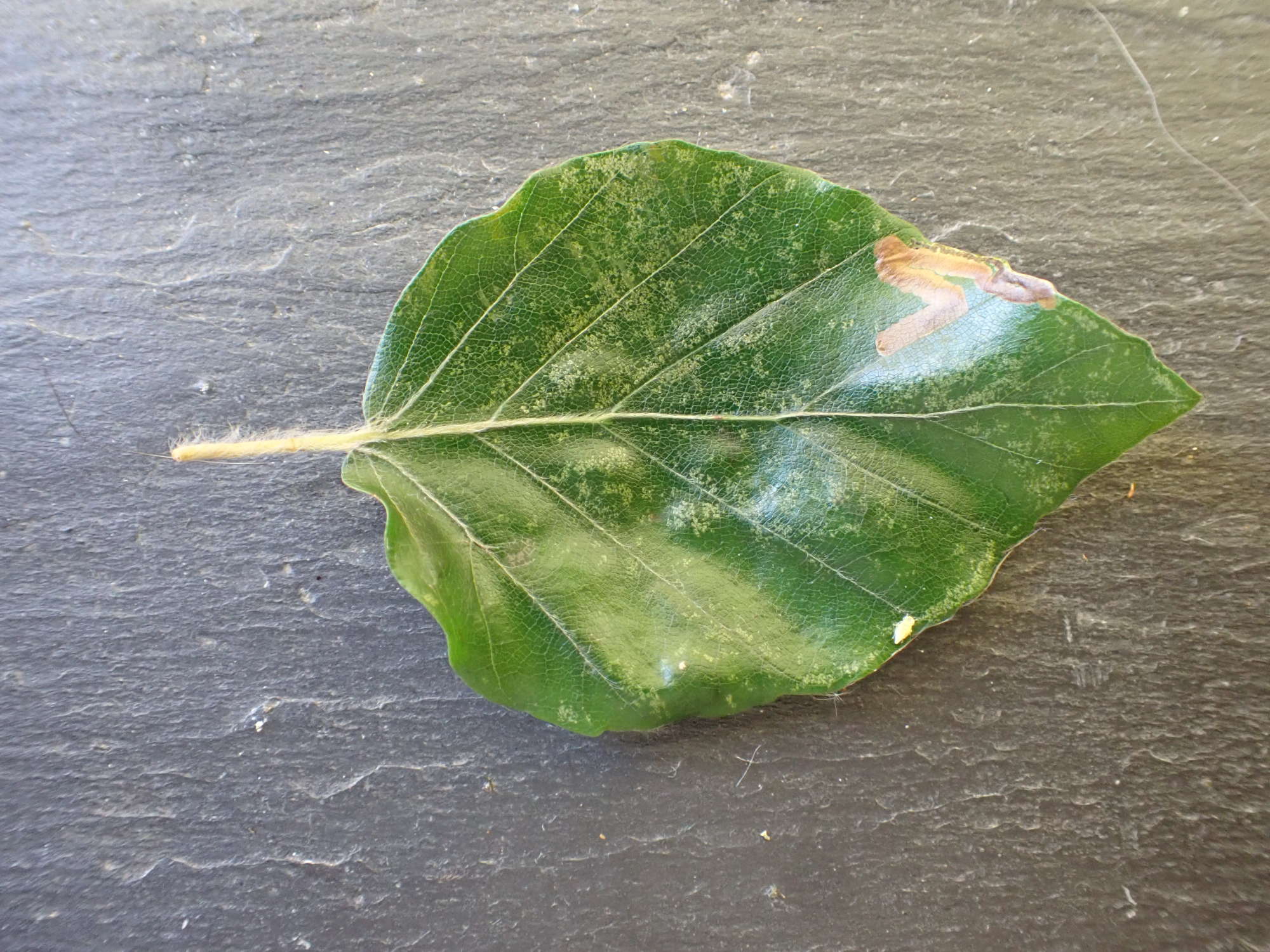 Beech Pigmy (Stigmella hemargyrella) photographed in Somerset by Jenny Vickers