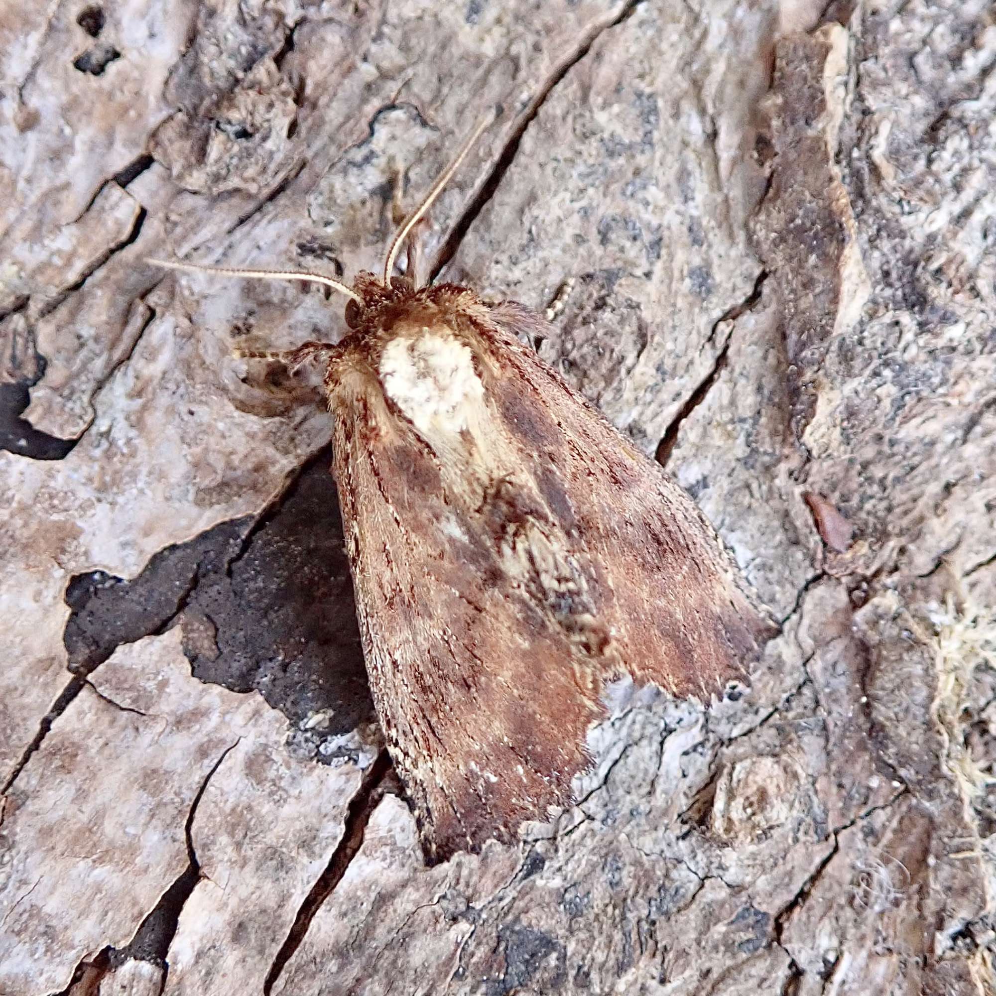 Coxcomb Prominent (Ptilodon capucina) photographed in Somerset by Sue Davies